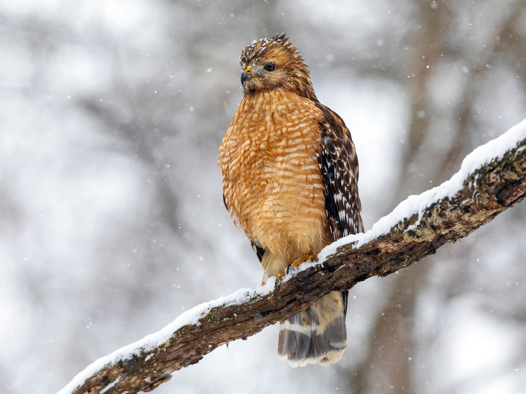Red-shouldered Hawk sitting on a branch during the winter