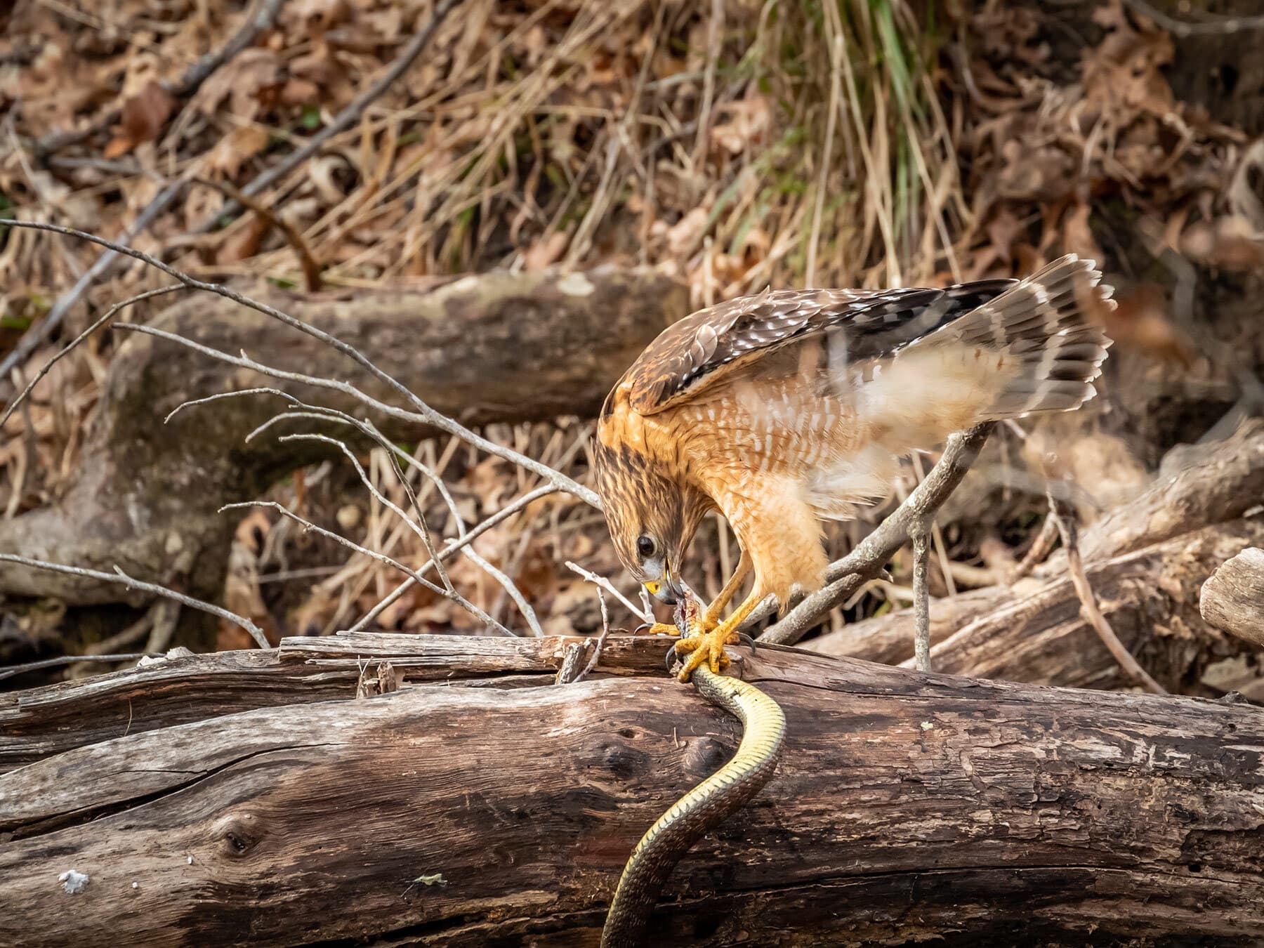 Red shouldered hawk eating snake