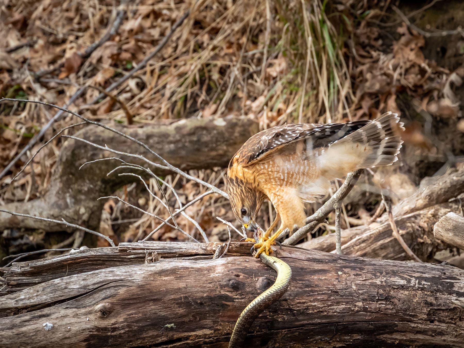 Red-shouldered Hawk feeding on its prey
