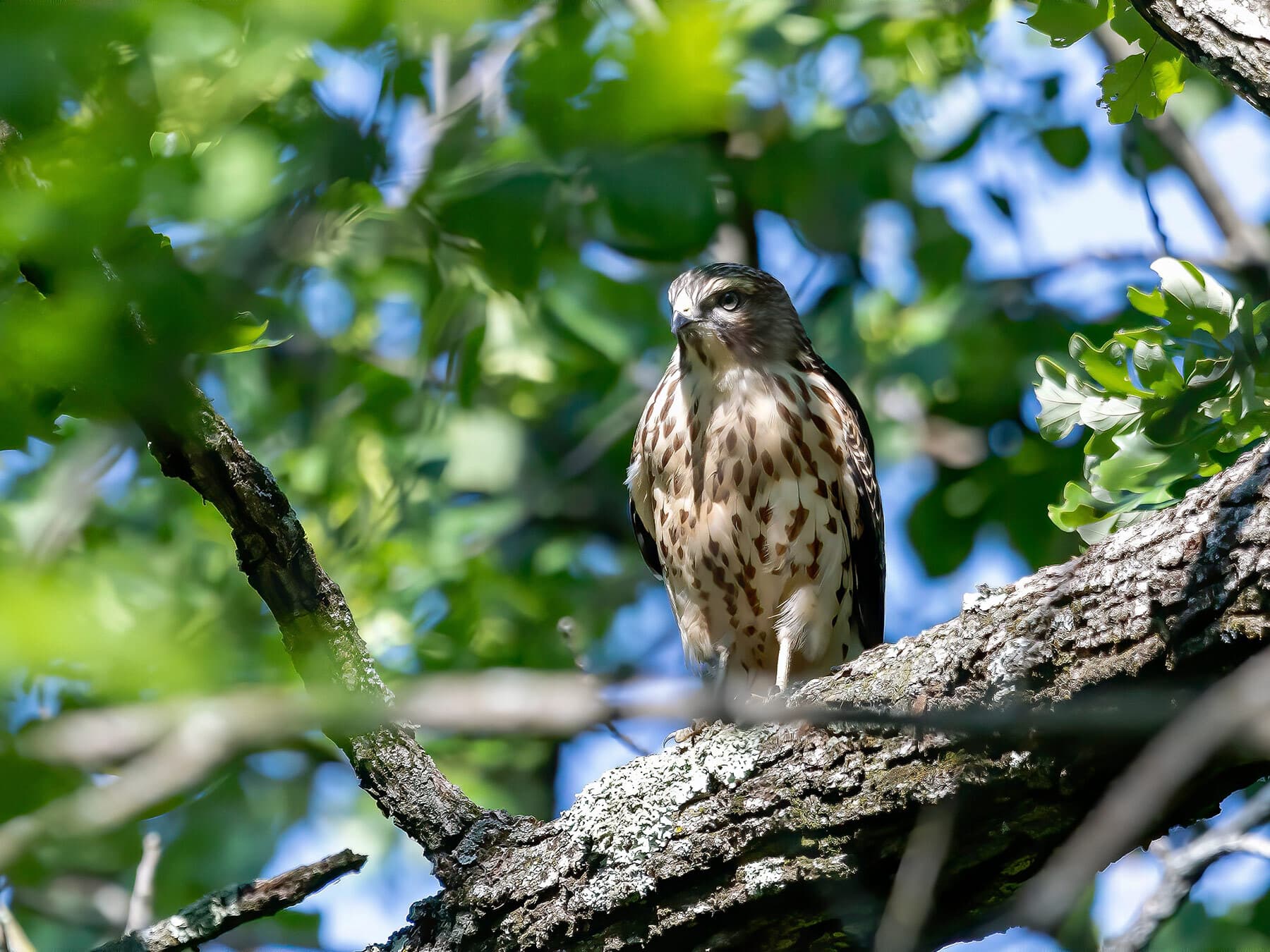 Red shouldered hawk fledgling