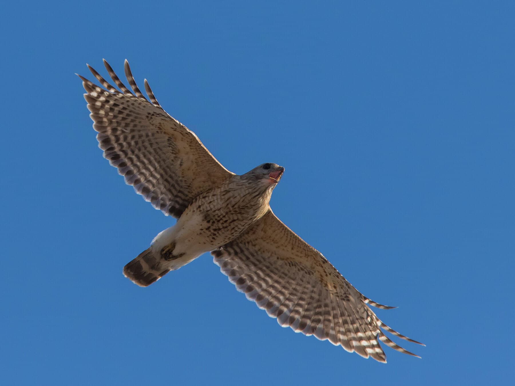 Red shouldered hawk flight