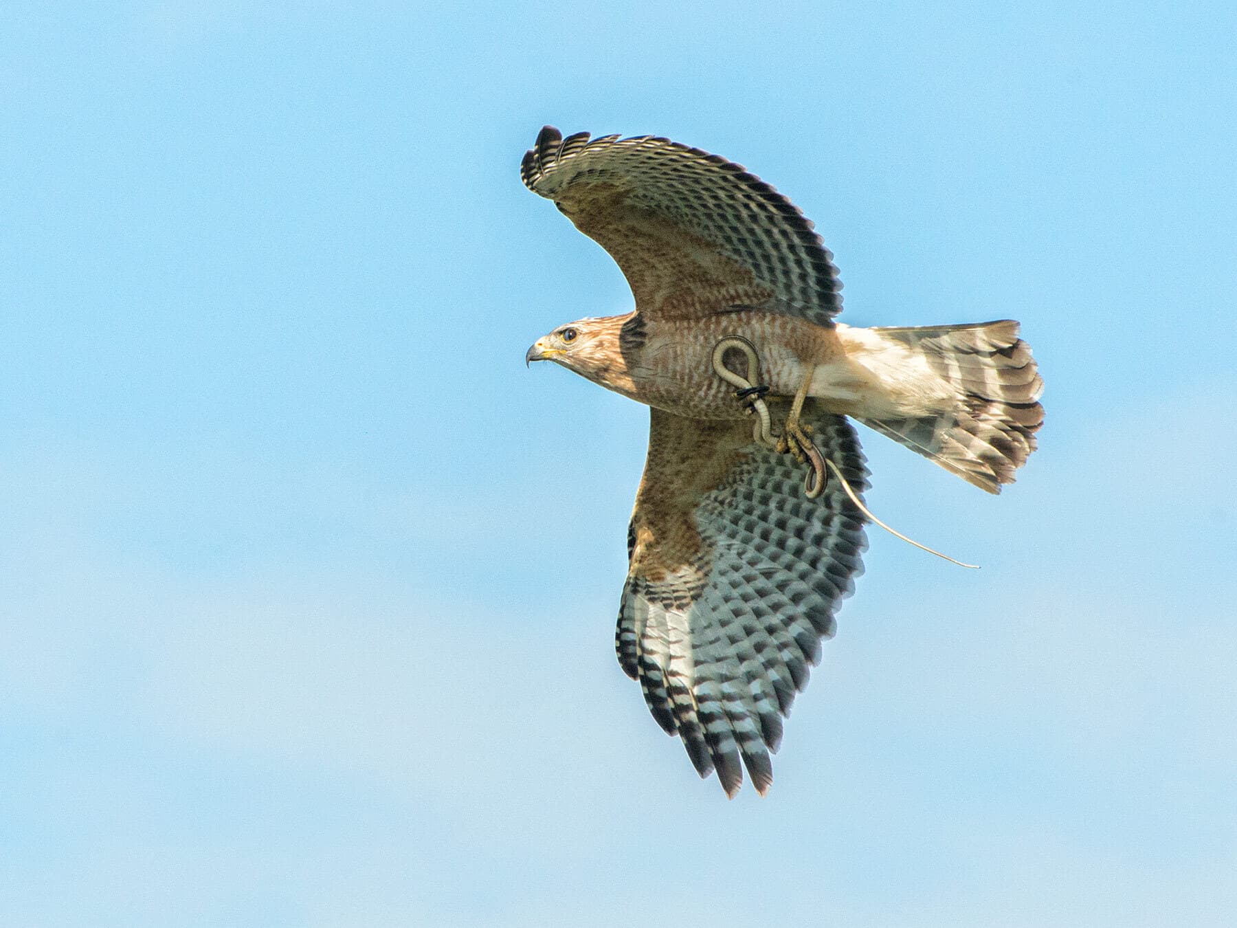 Red shouldered hawk flying with snake