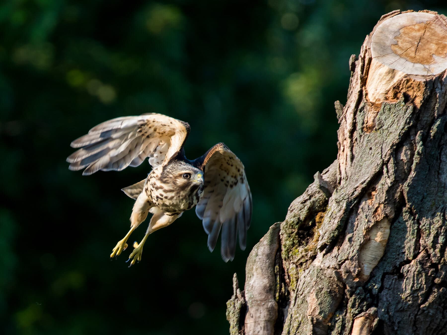 Red shouldered hawk hunting