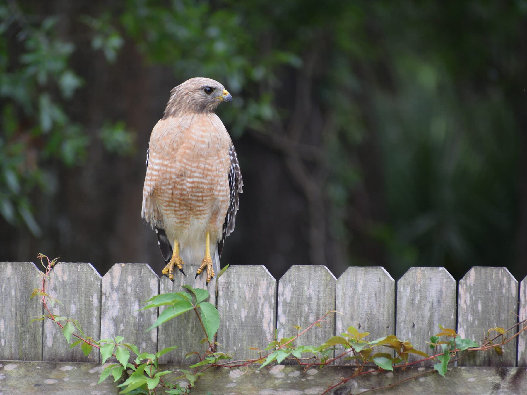 Red shouldered hawk in backyard