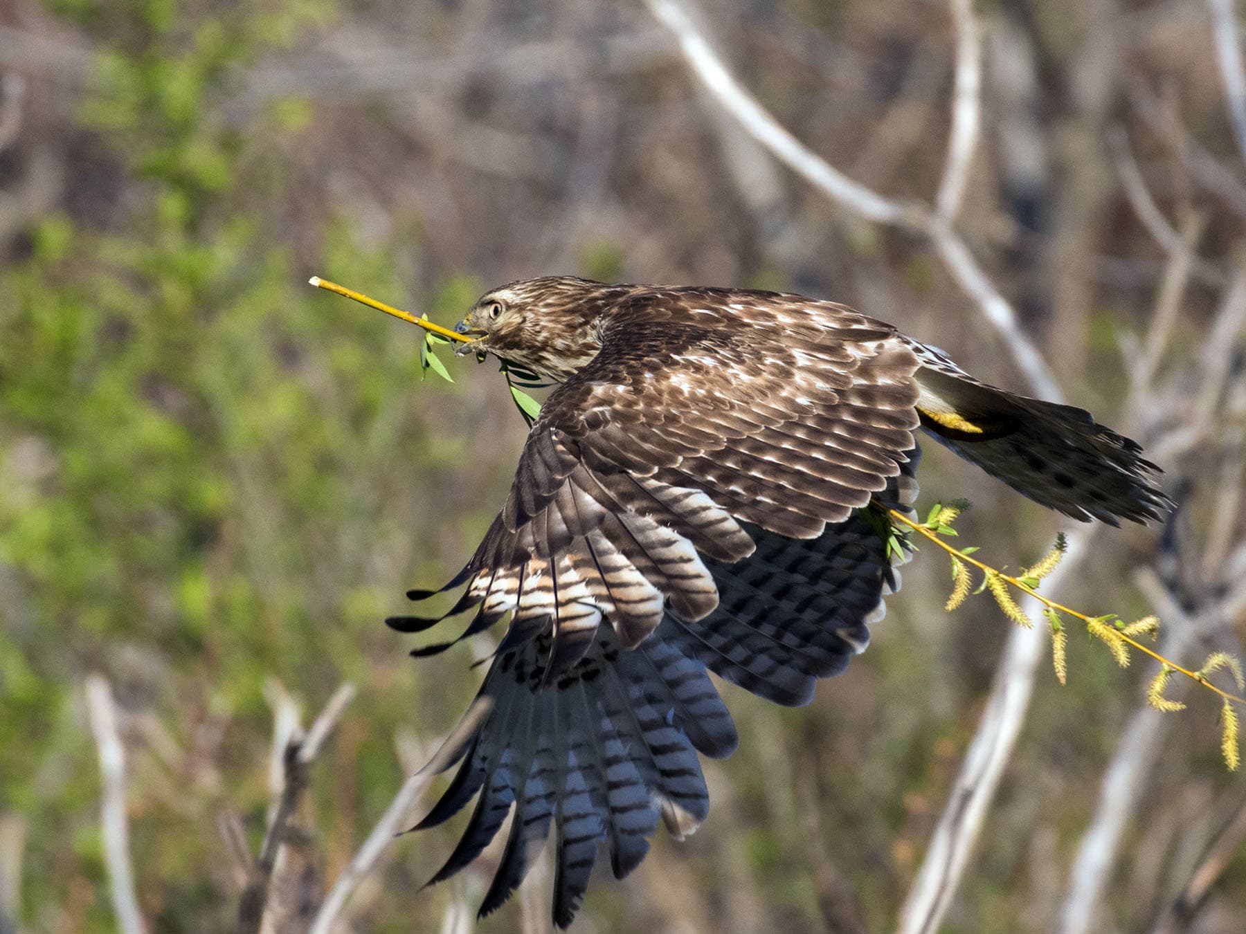 Red-shouldered Hawk in-flight carrying nesting material