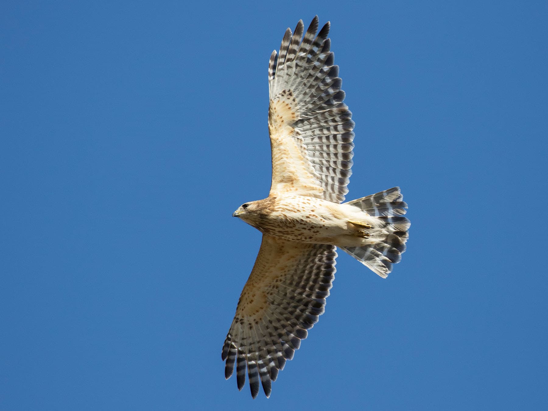 Red-shouldered Hawk in-flight