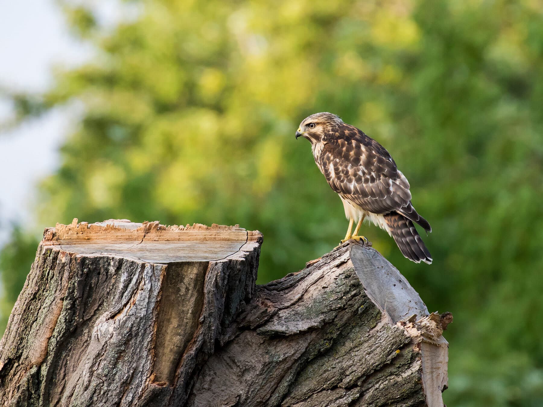 Red shouldered hawk in summer