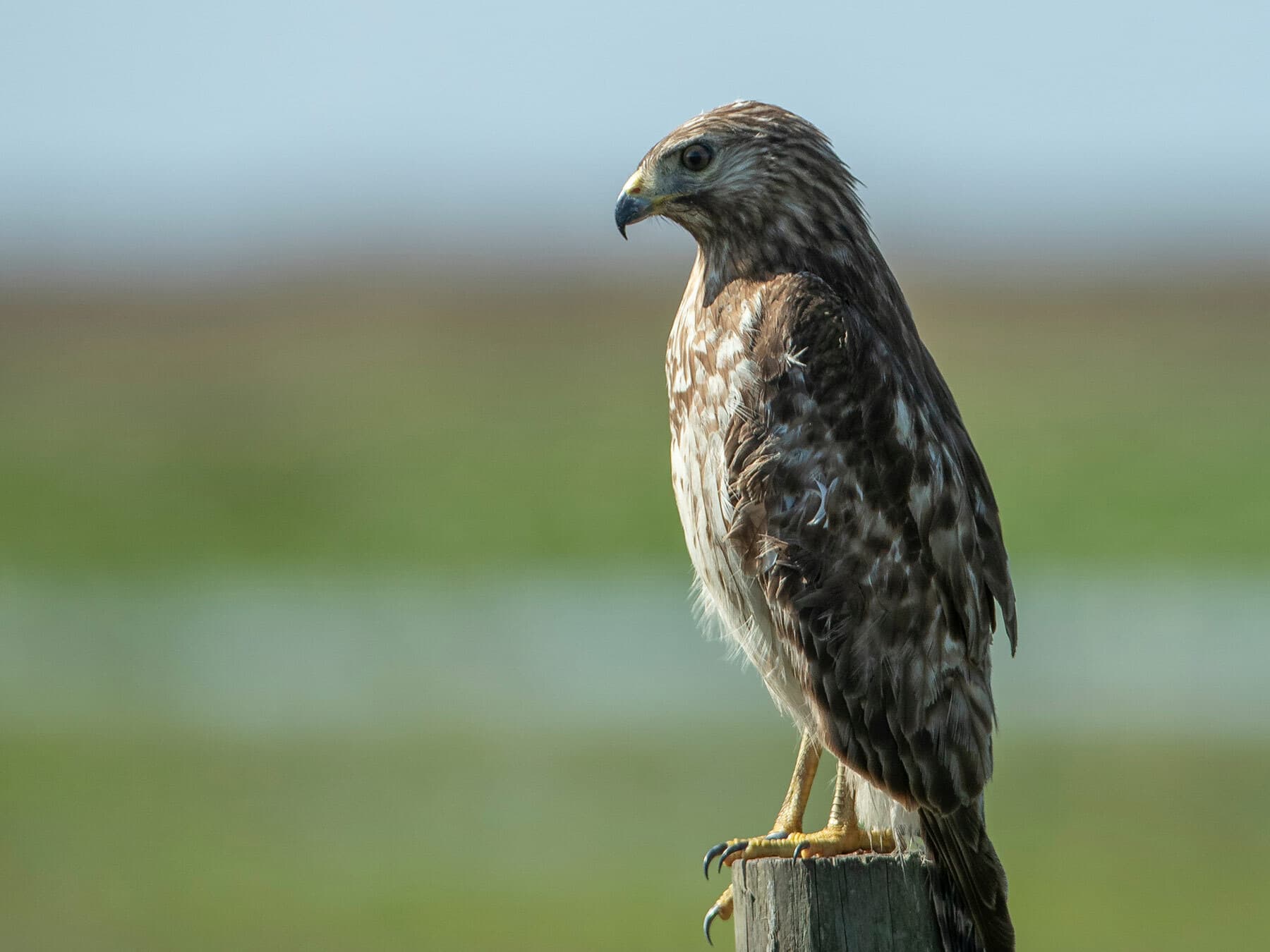 Red shouldered hawk juvenile perched
