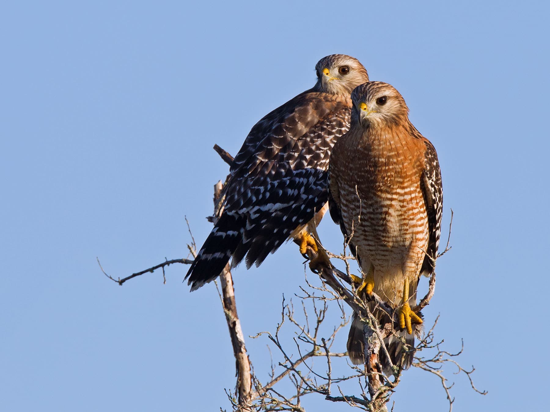 Red shouldered hawk pair
