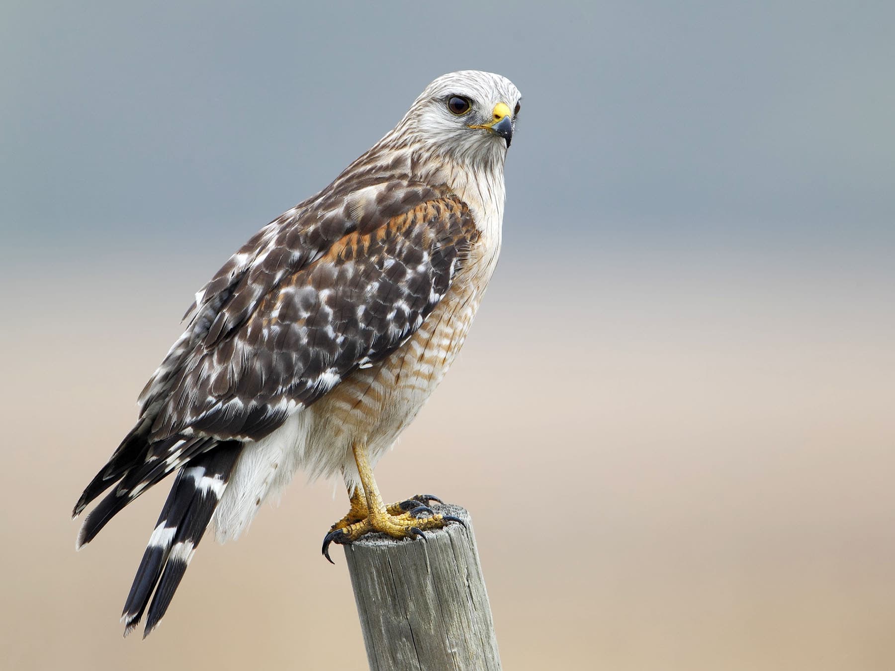 Red-shouldered Hawk perched on top of a wooden post