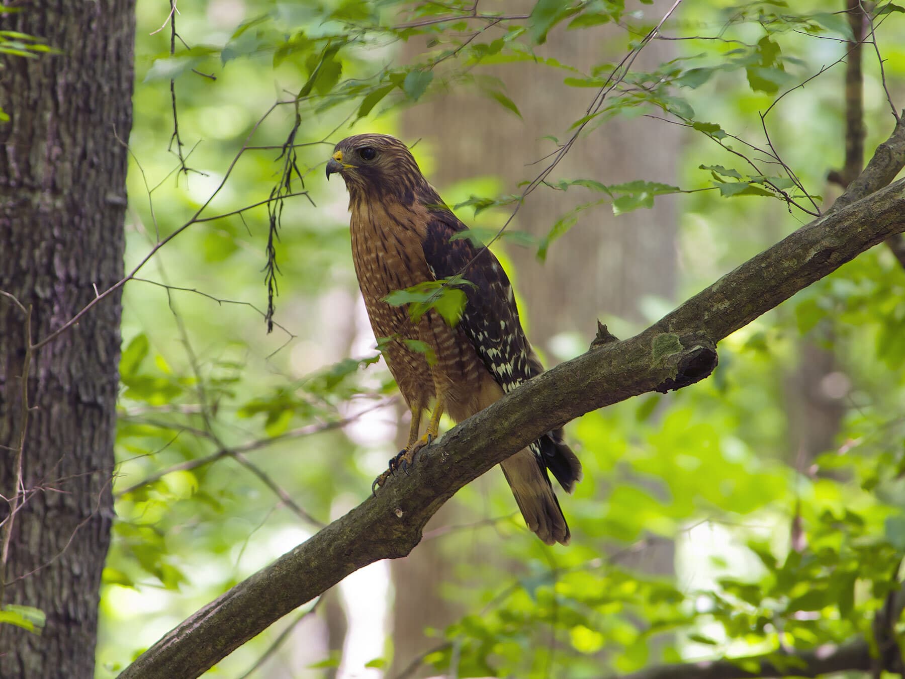 Red shouldered hawk perched
