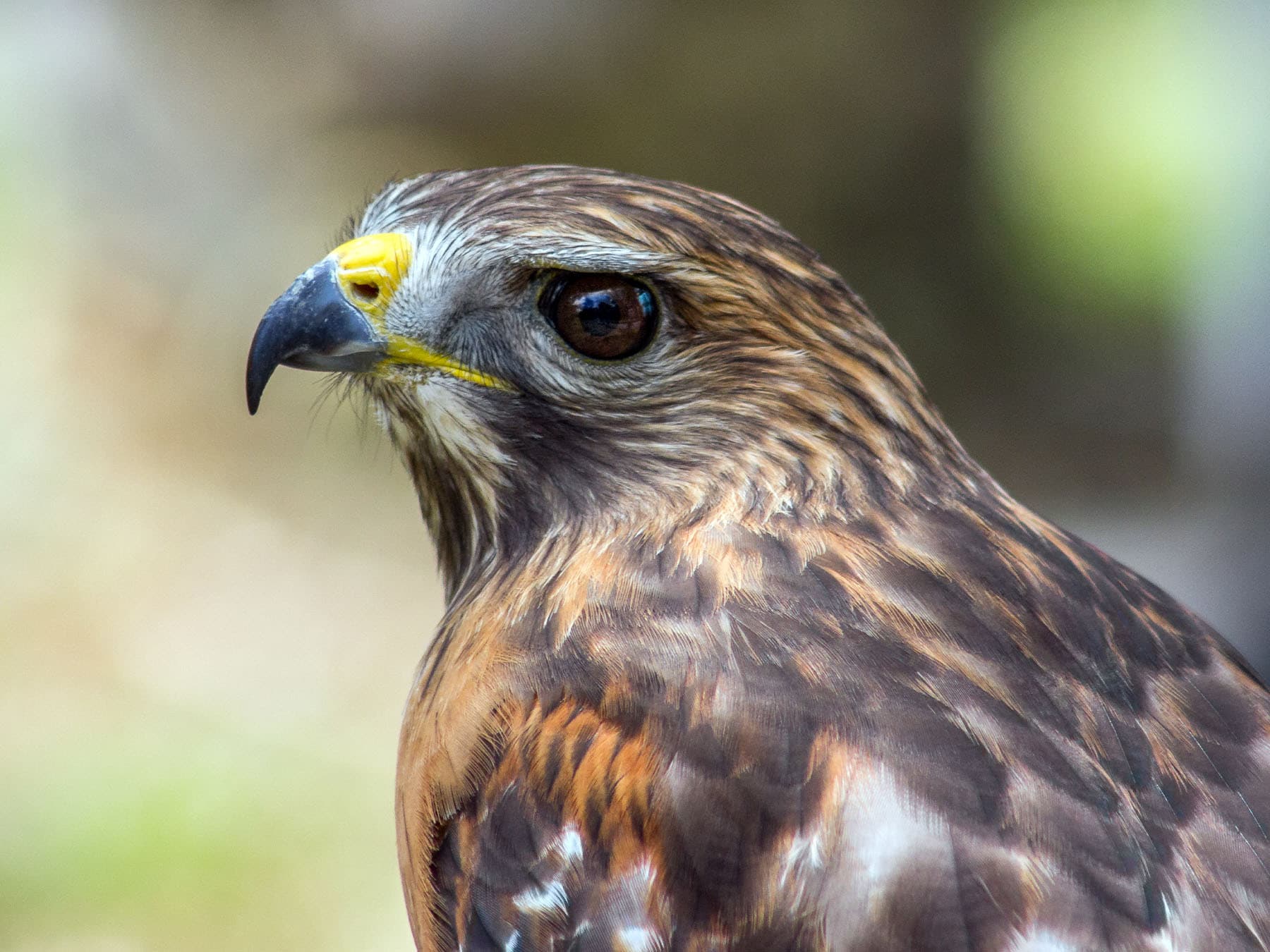 Portrait of a Red-shouldered Hawk