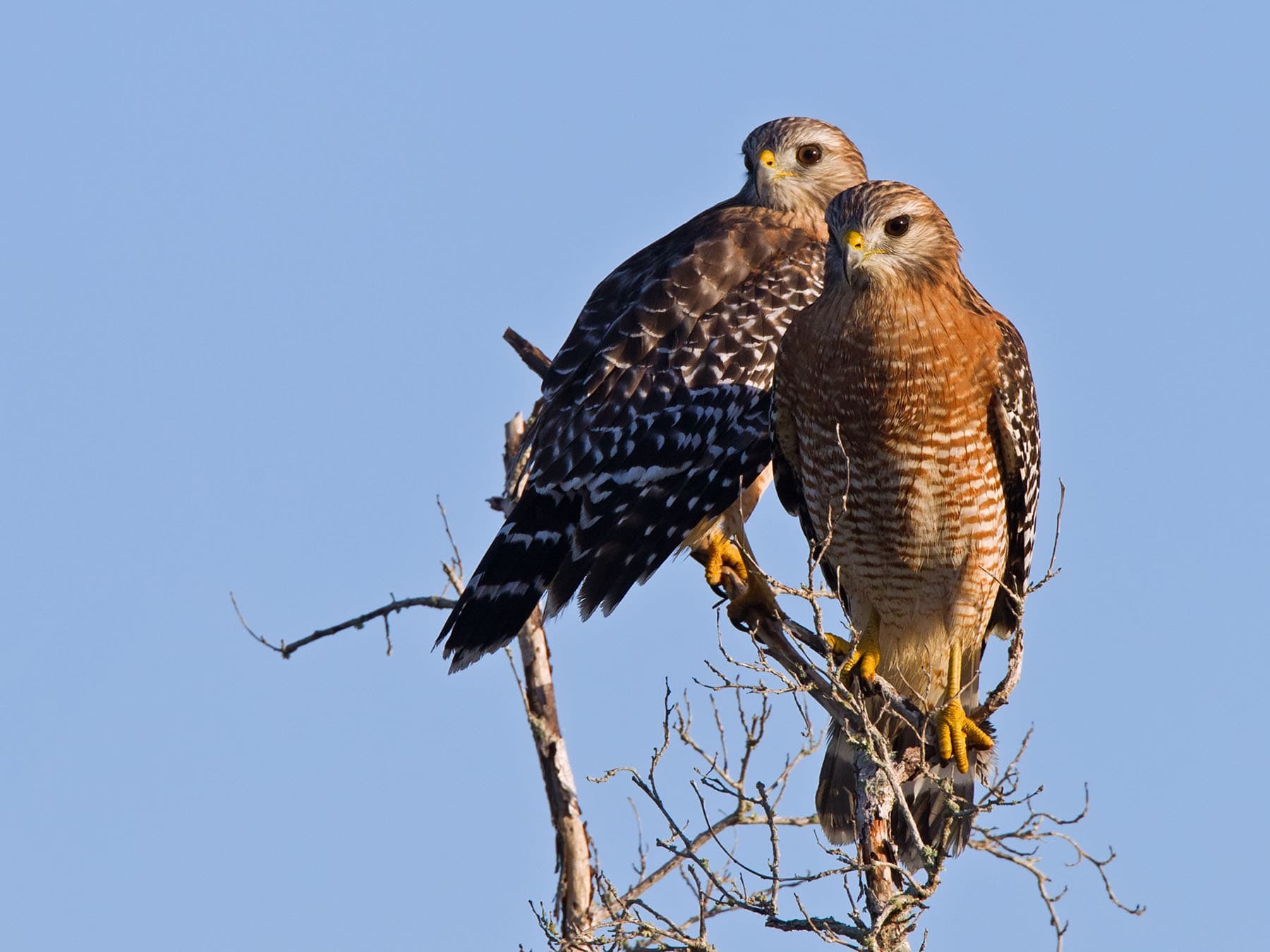 Two Red-shouldered Hawks sitting in the top of a tree