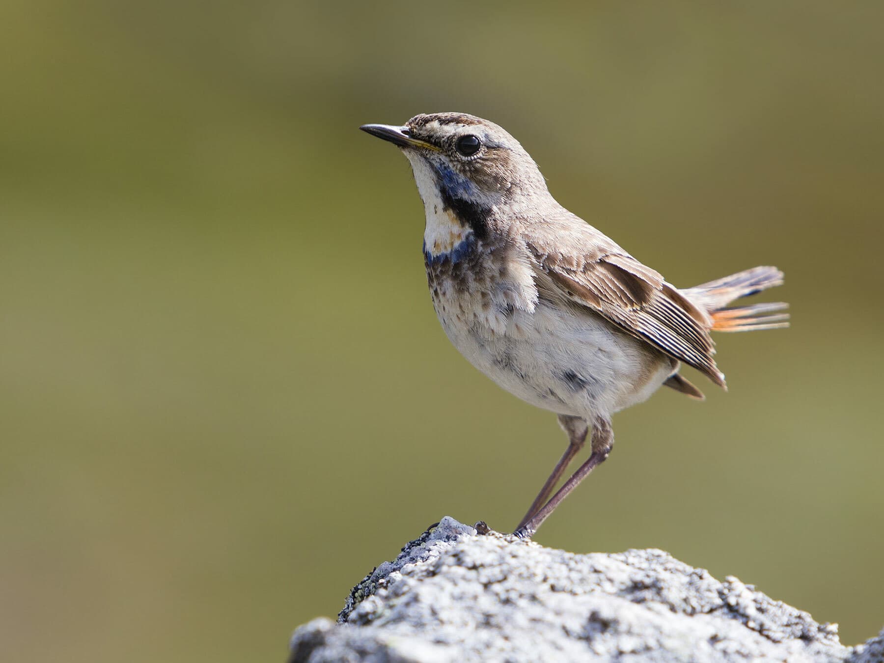 Female Bluethroat