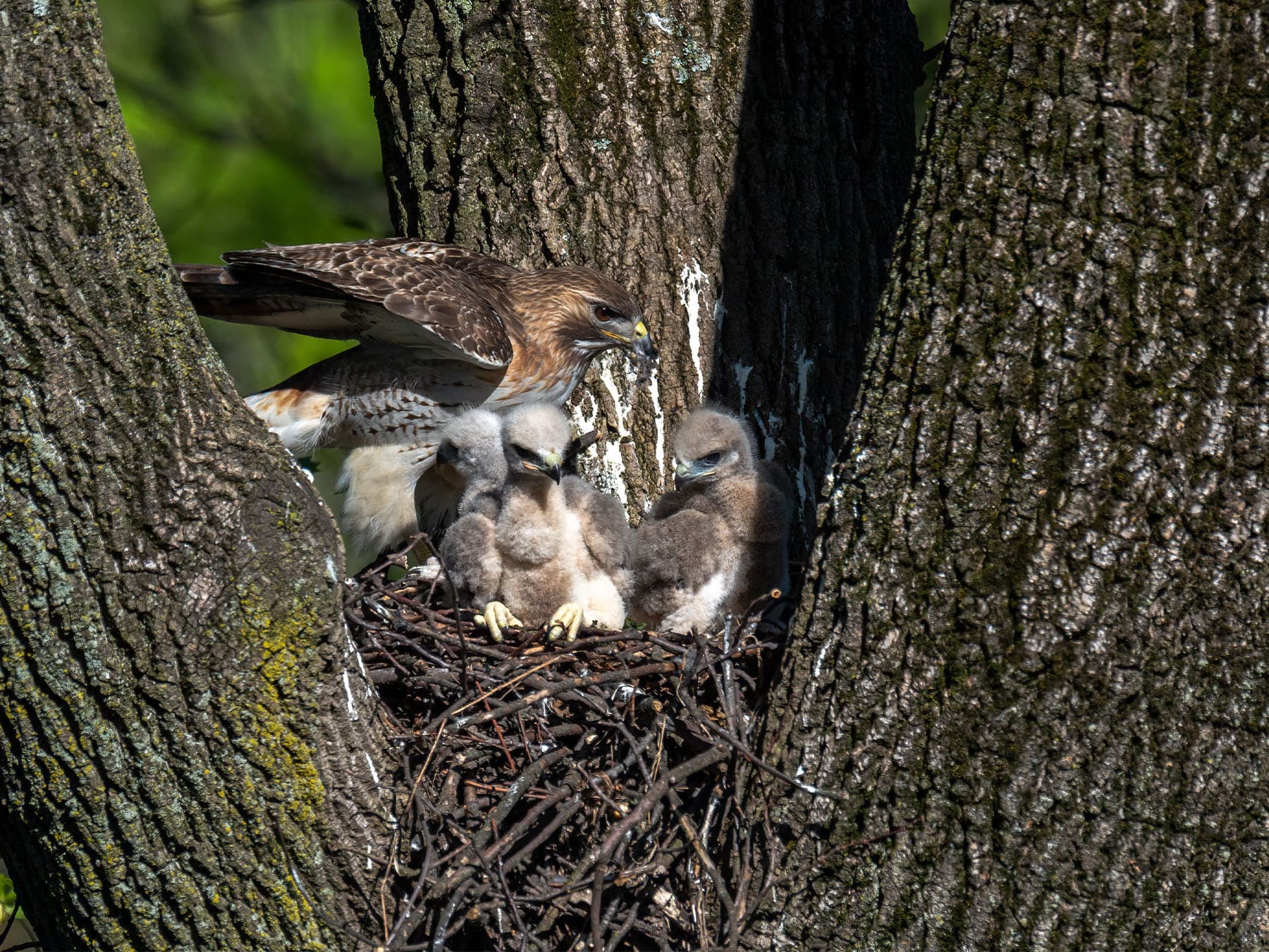 Red-tailed Hawk at nest with its young