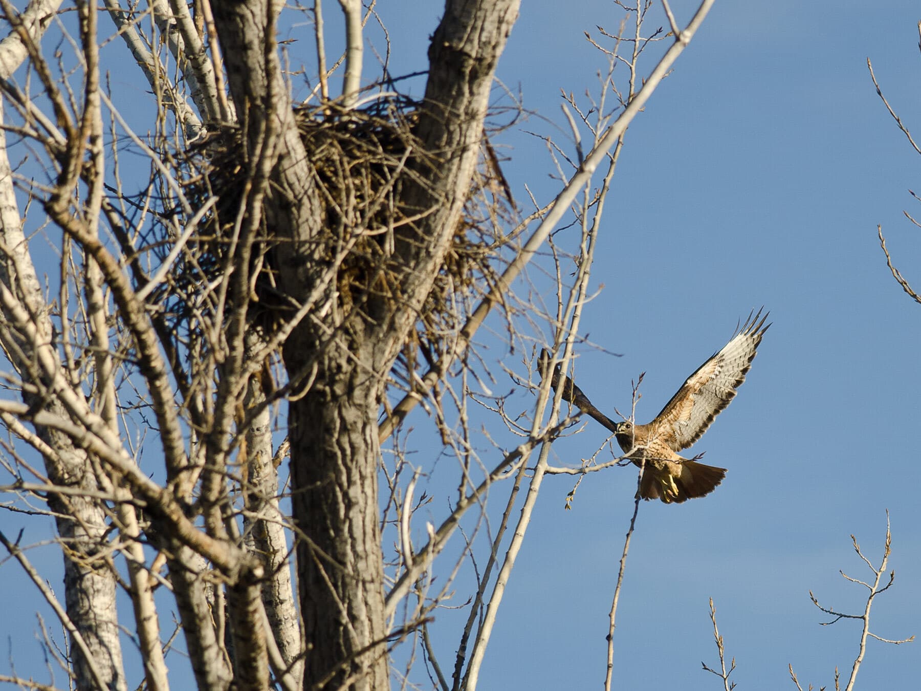 Red tailed hawk building nest