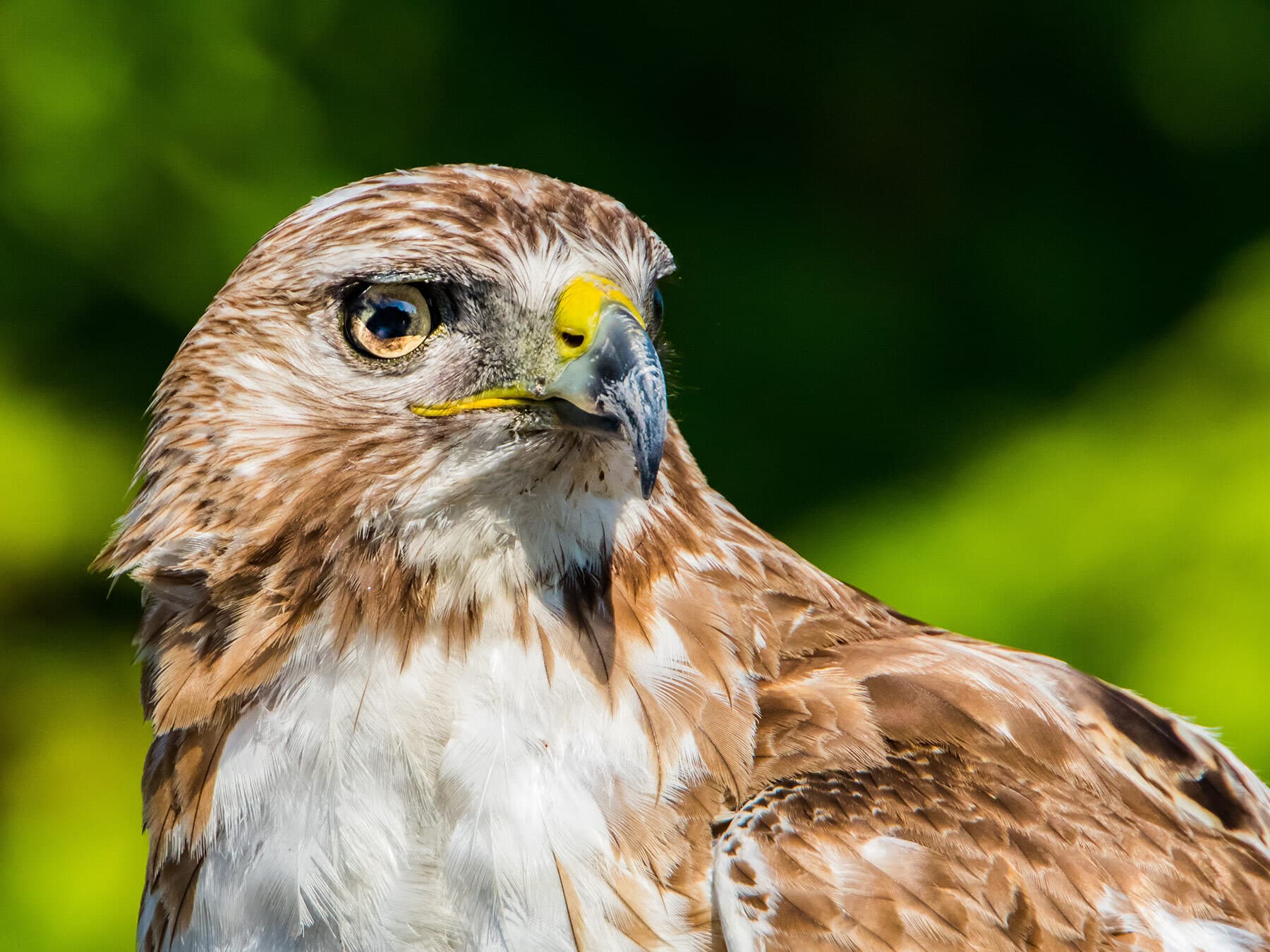 Red tailed hawk close up