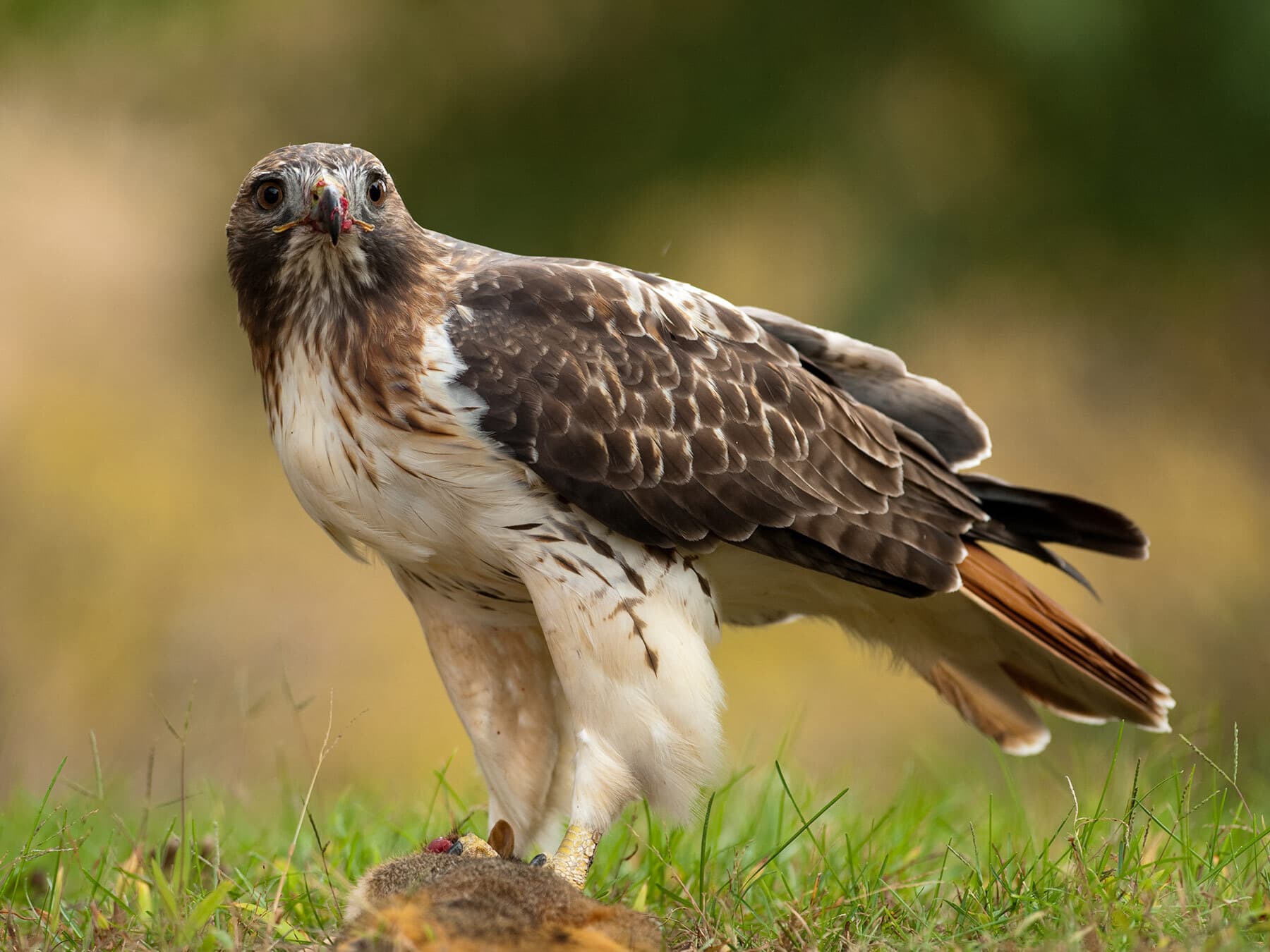 Red tailed hawk eating squirrel