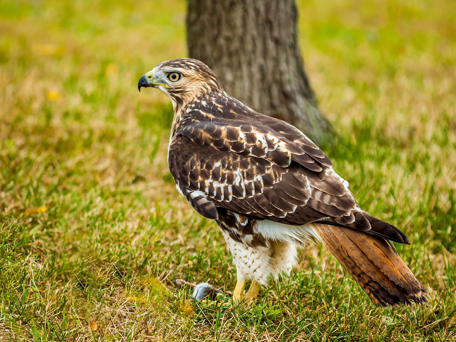 Red tailed hawk female