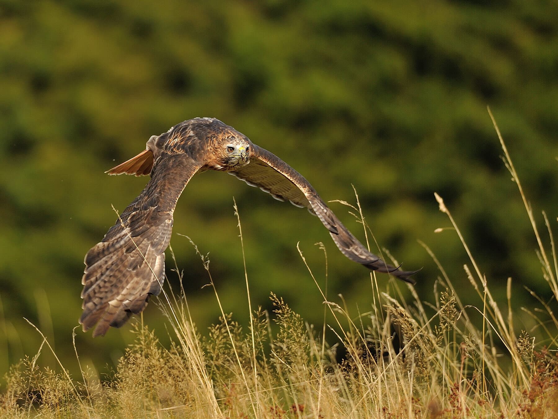 Red tailed hawk flying low