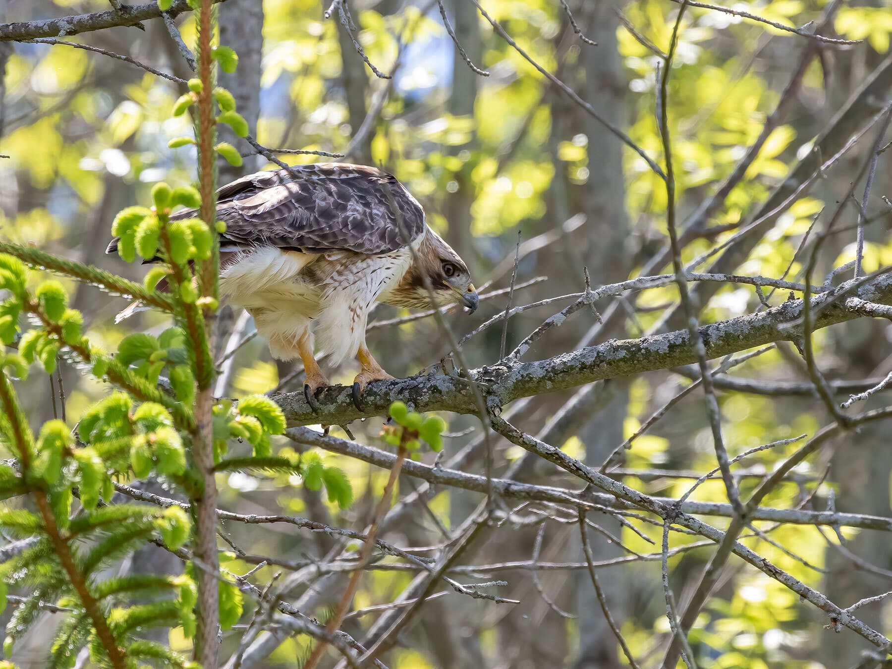 Red tailed hawk hunting