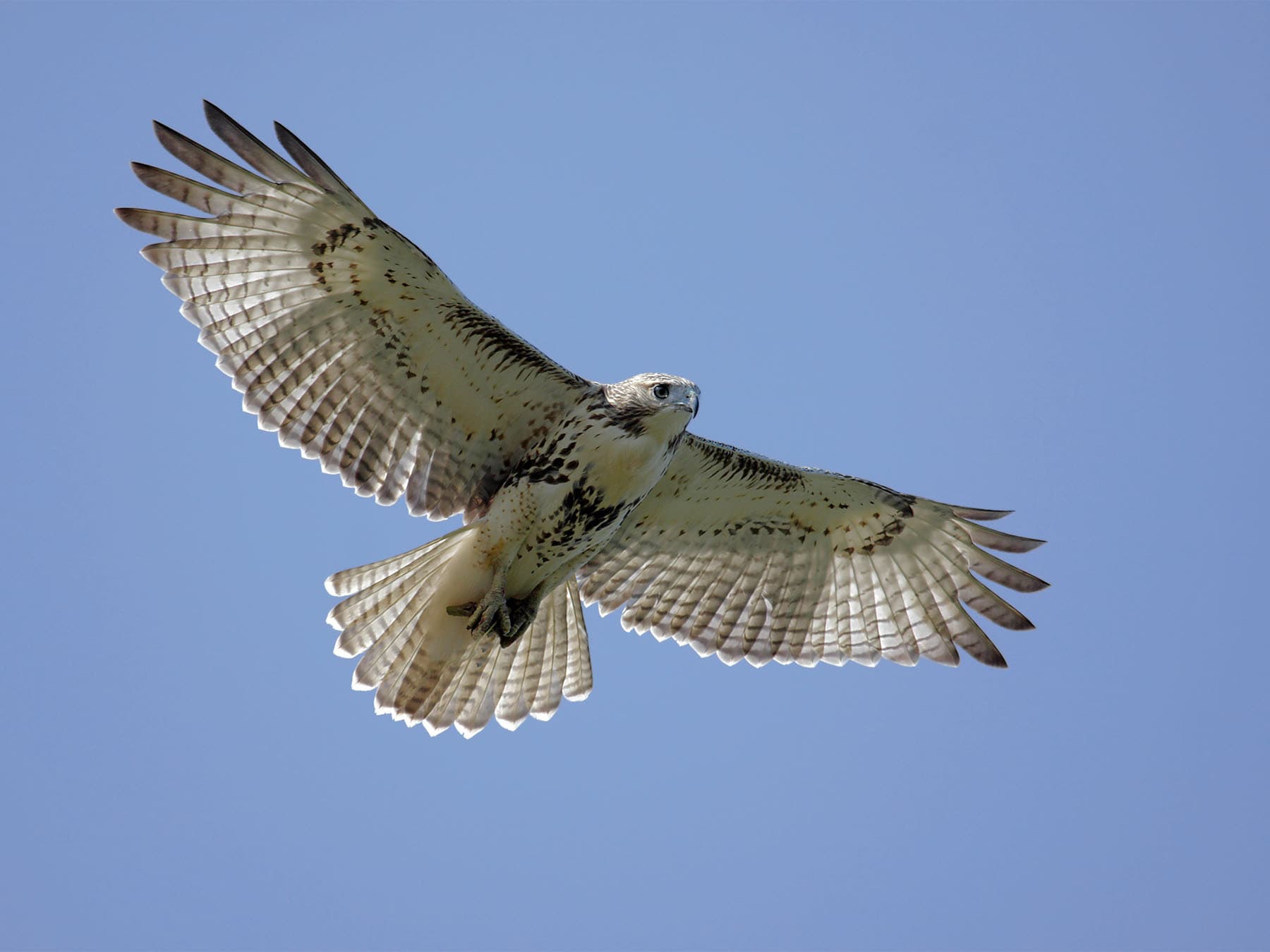 Red-tailed Hawk in-flight