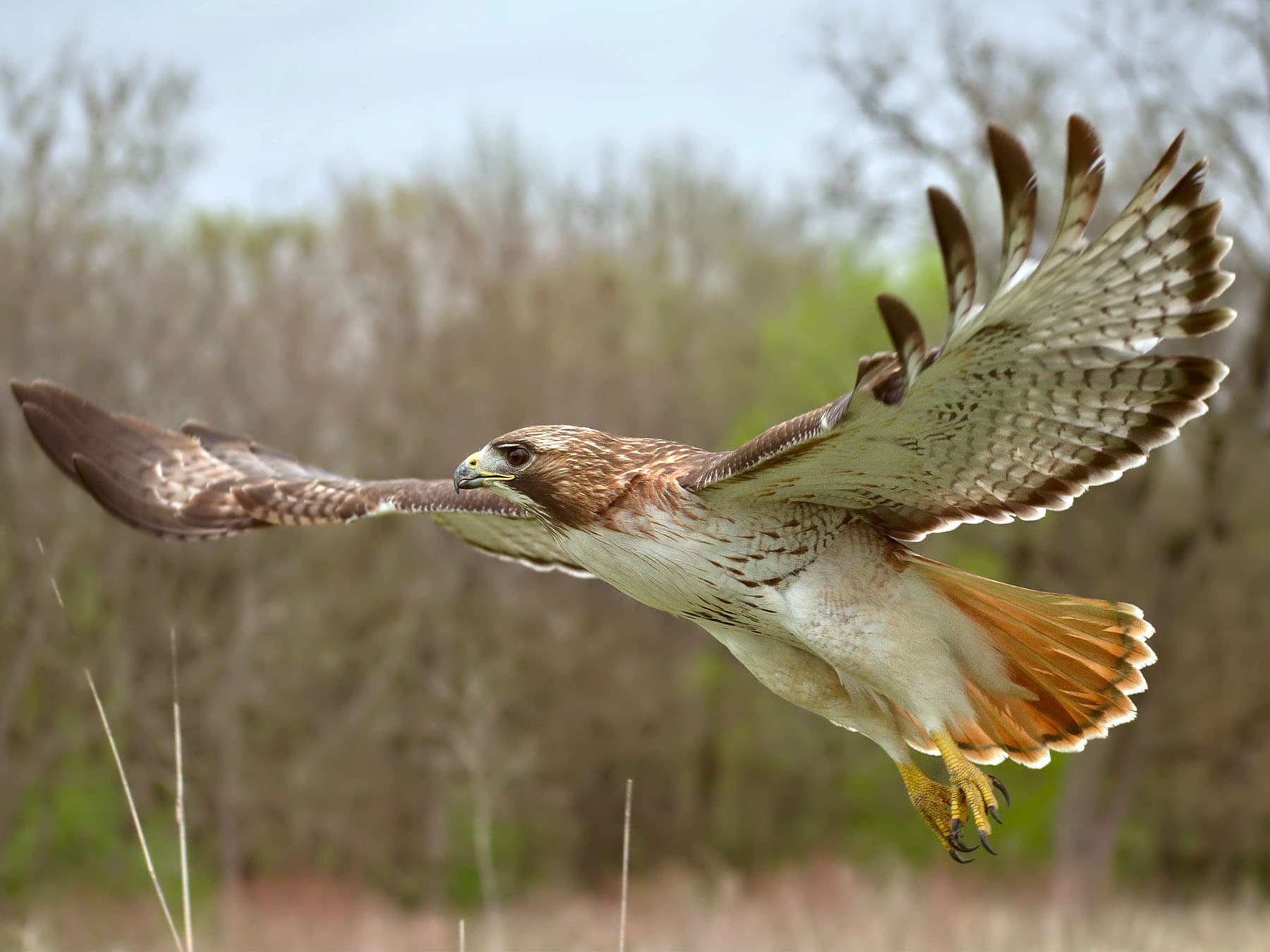 Red-tailed Hawk in-flight looking for prey