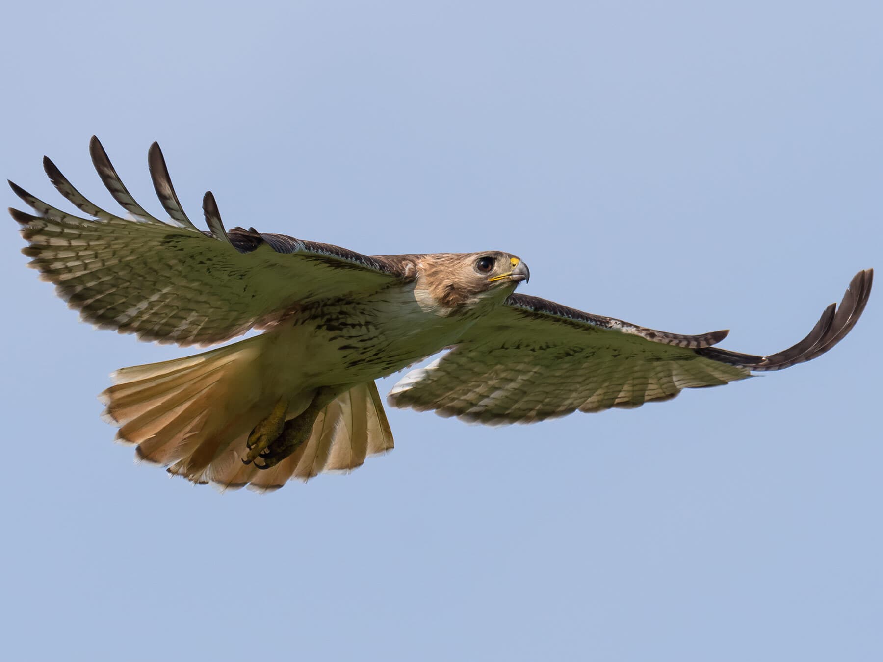 Red tailed hawk in flight