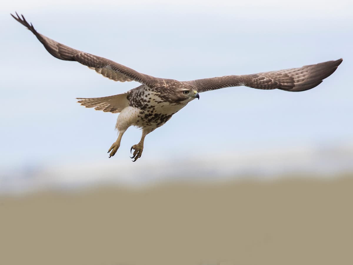 Red Tailed Hawk Migration A Complete Guide Birdfact 