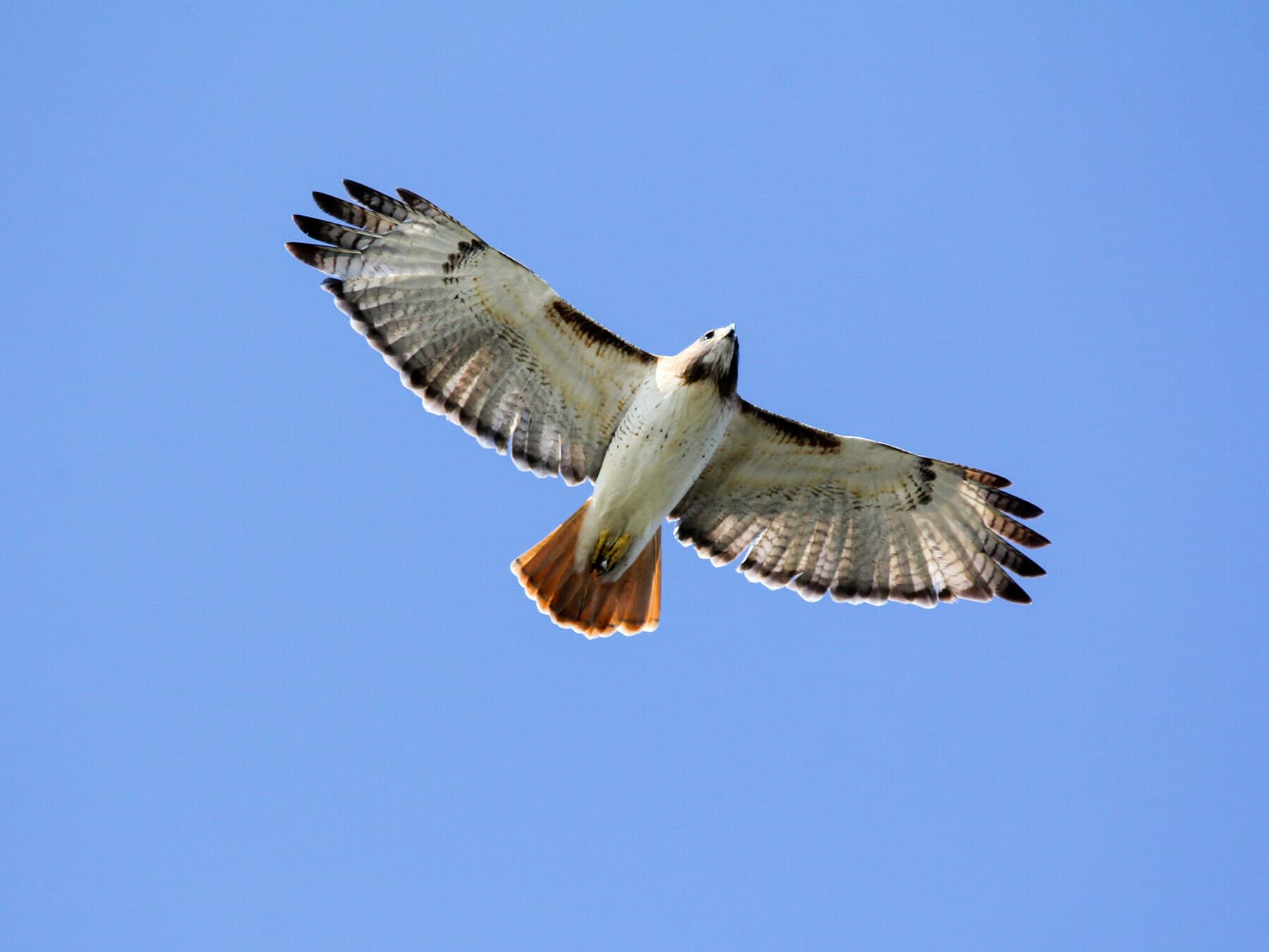 Red tailed hawk in flight