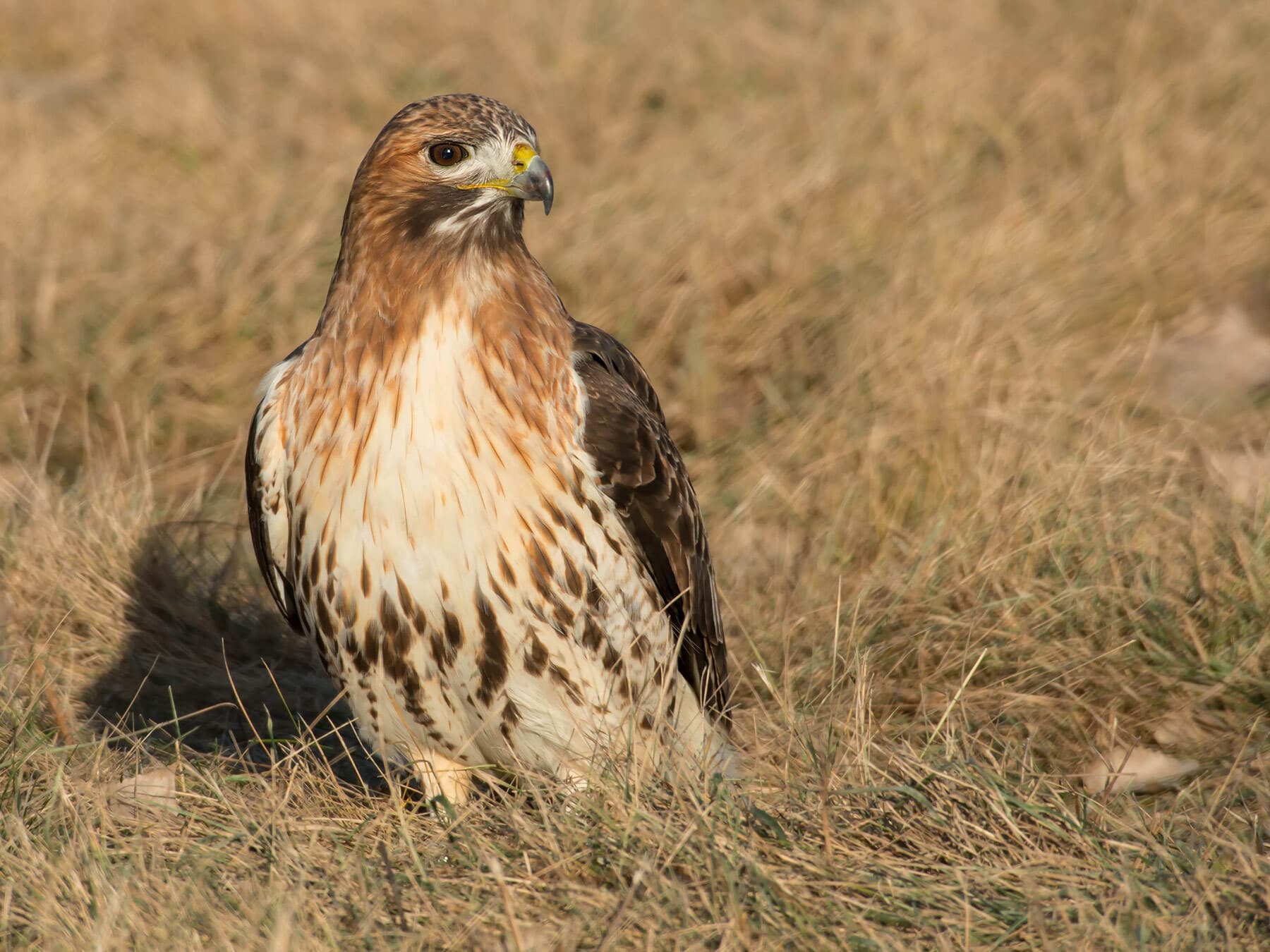 Red tailed hawk in grass
