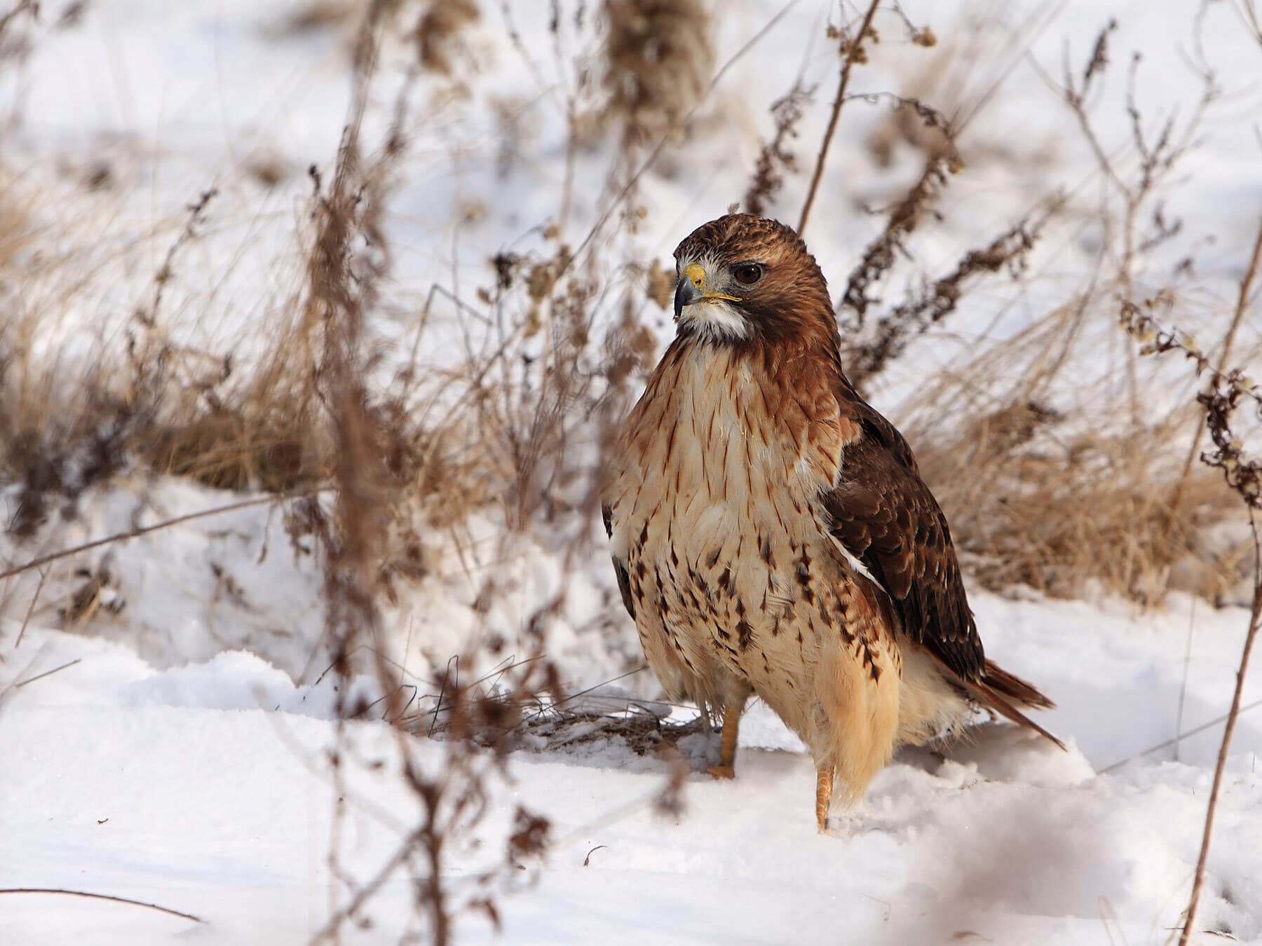 Red tailed hawk in the winter