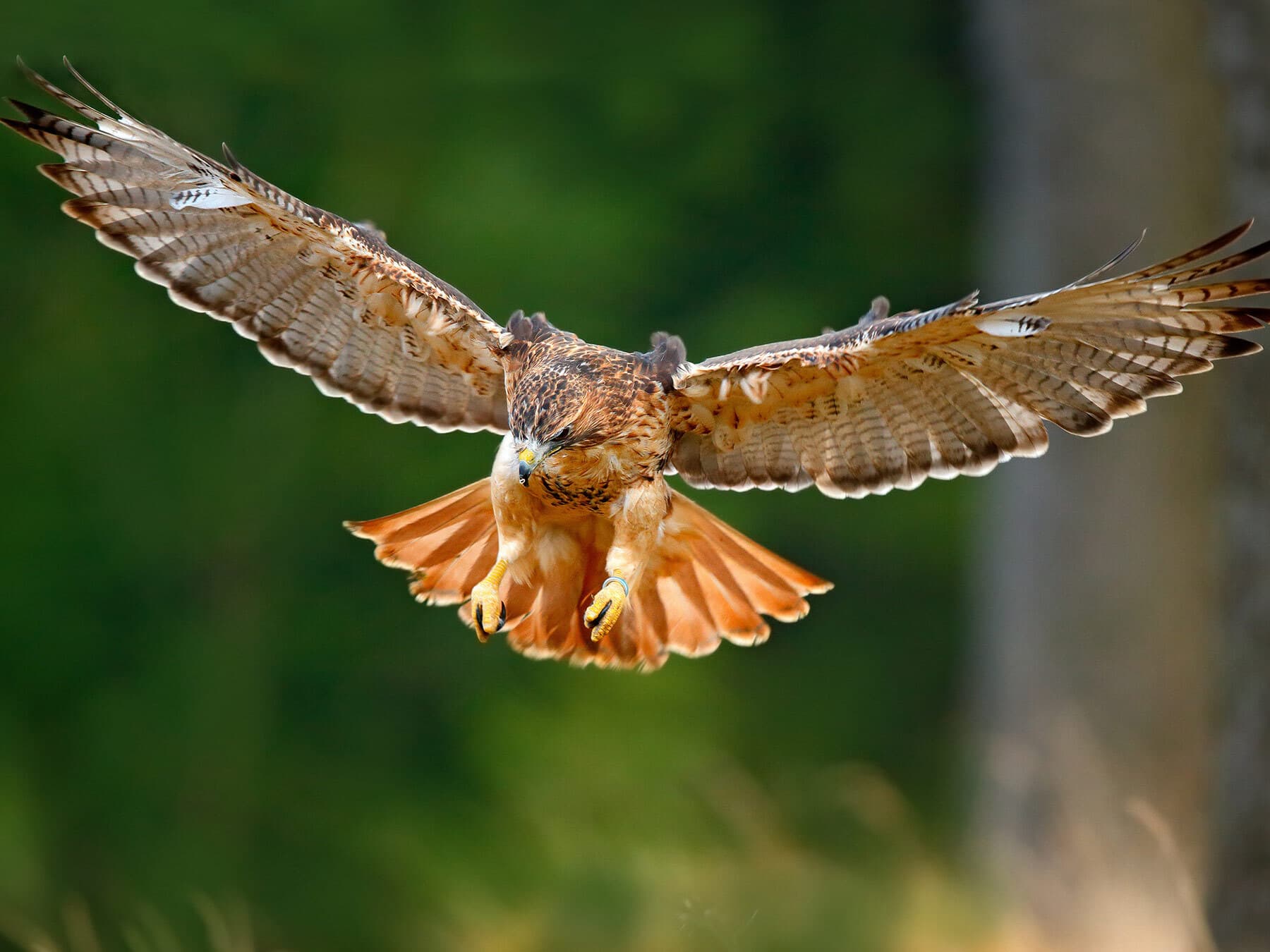 Red tailed hawk landing