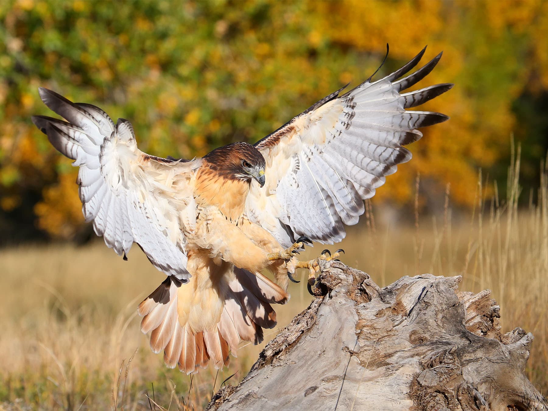 Red-tailed Hawk landing in natural habitat