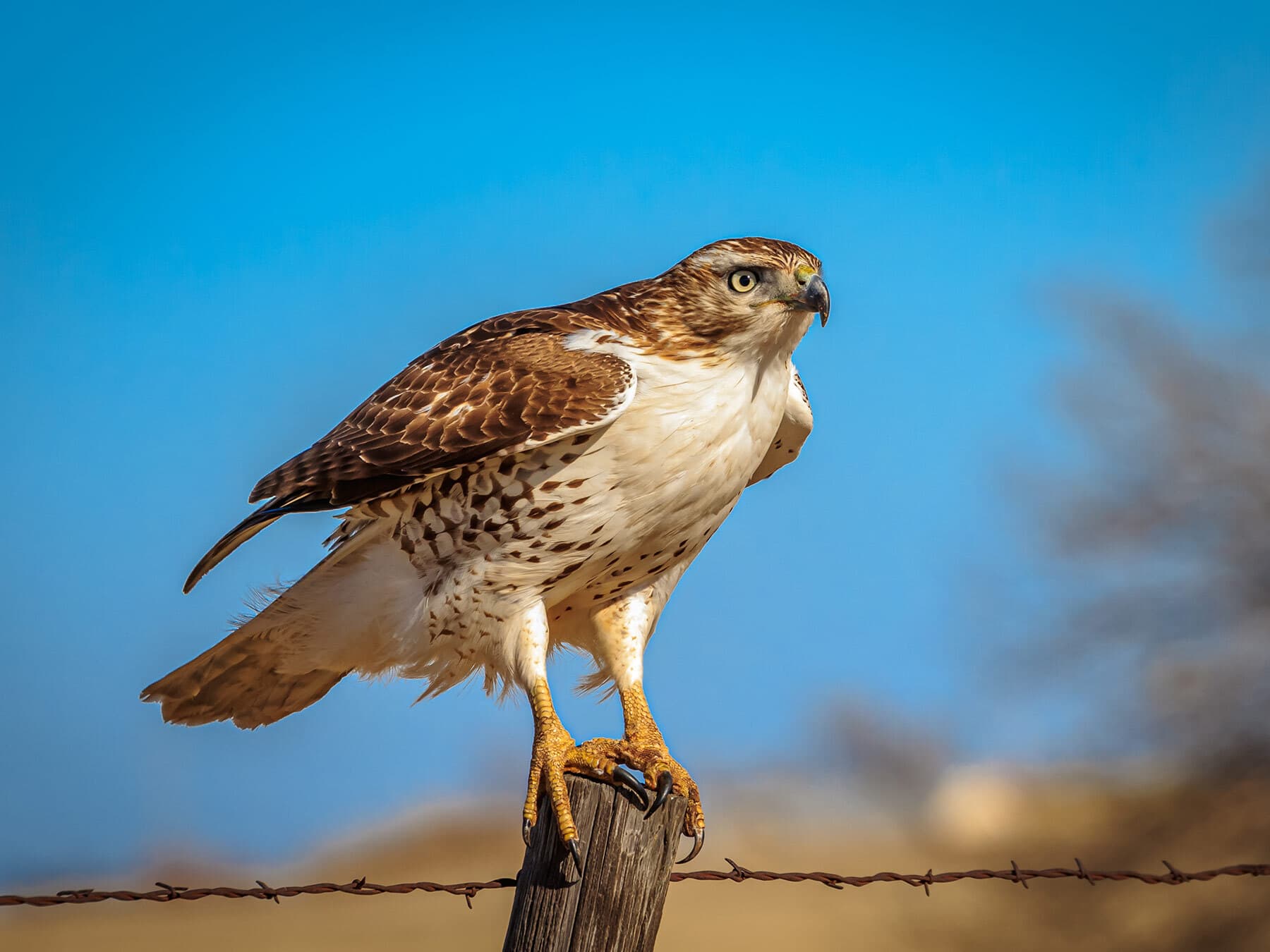 Red tailed hawk lifespan