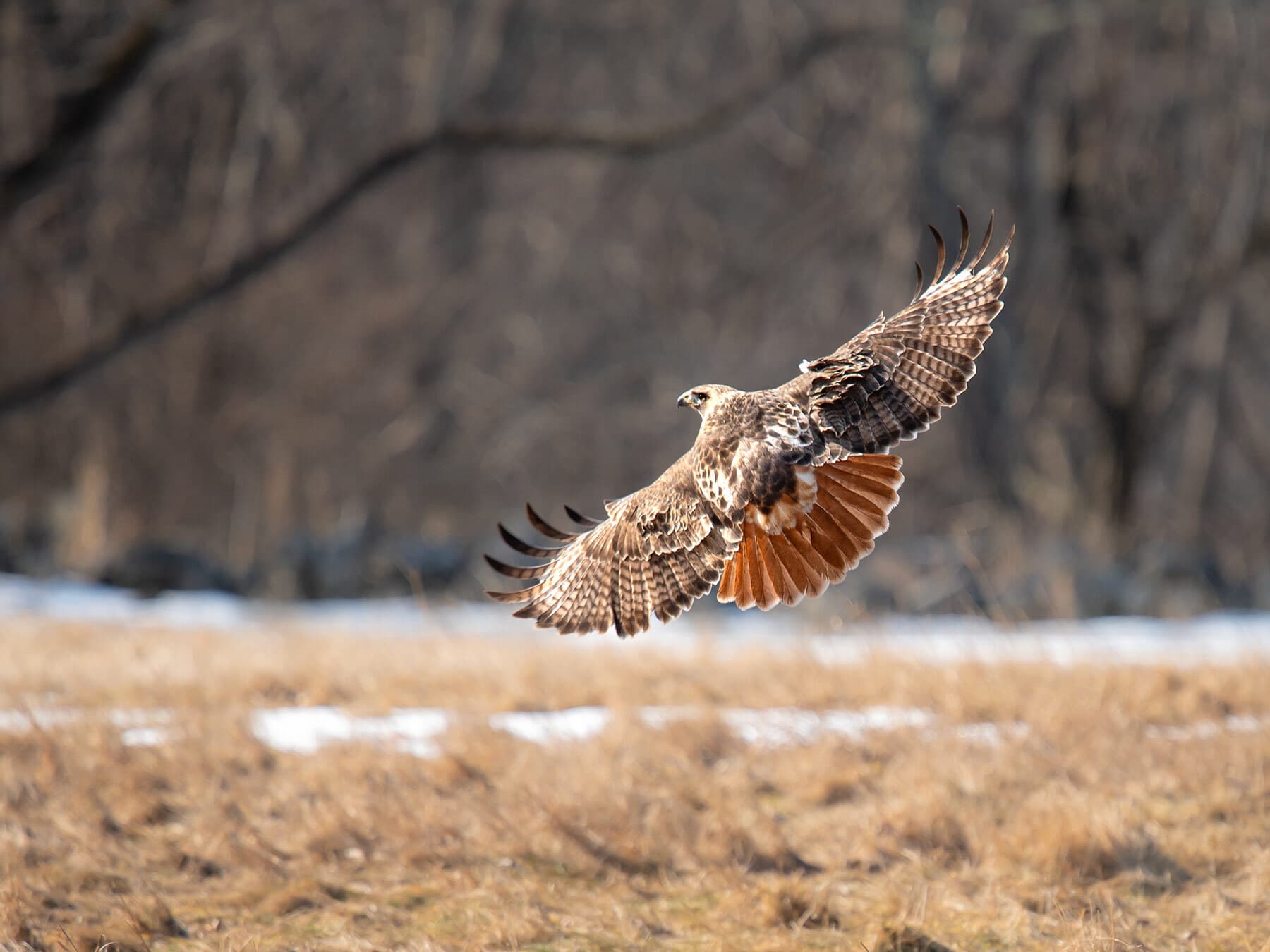 Red tailed hawk migration