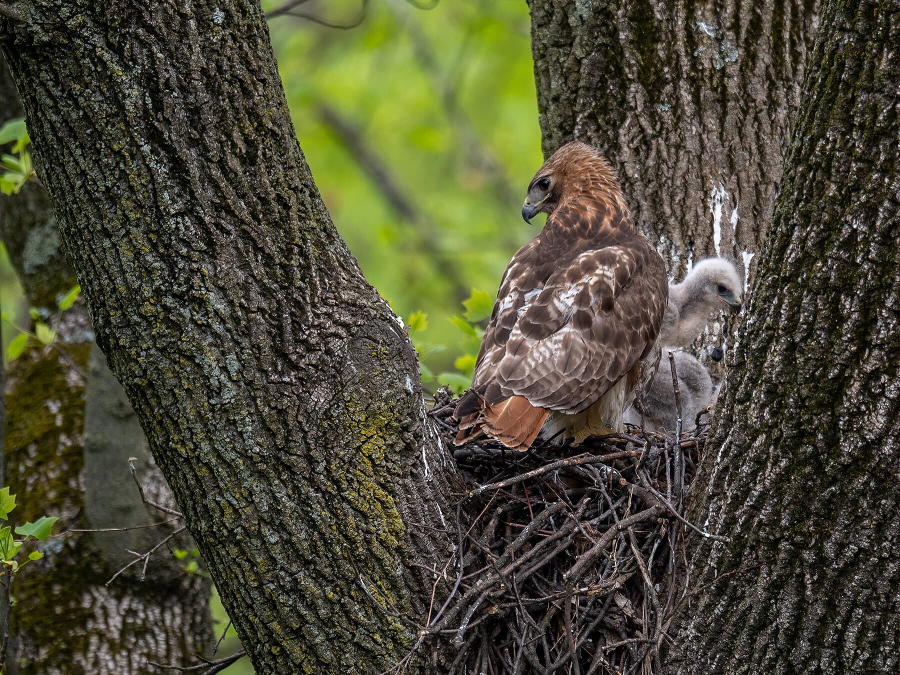 Red tailed hawk nest 1