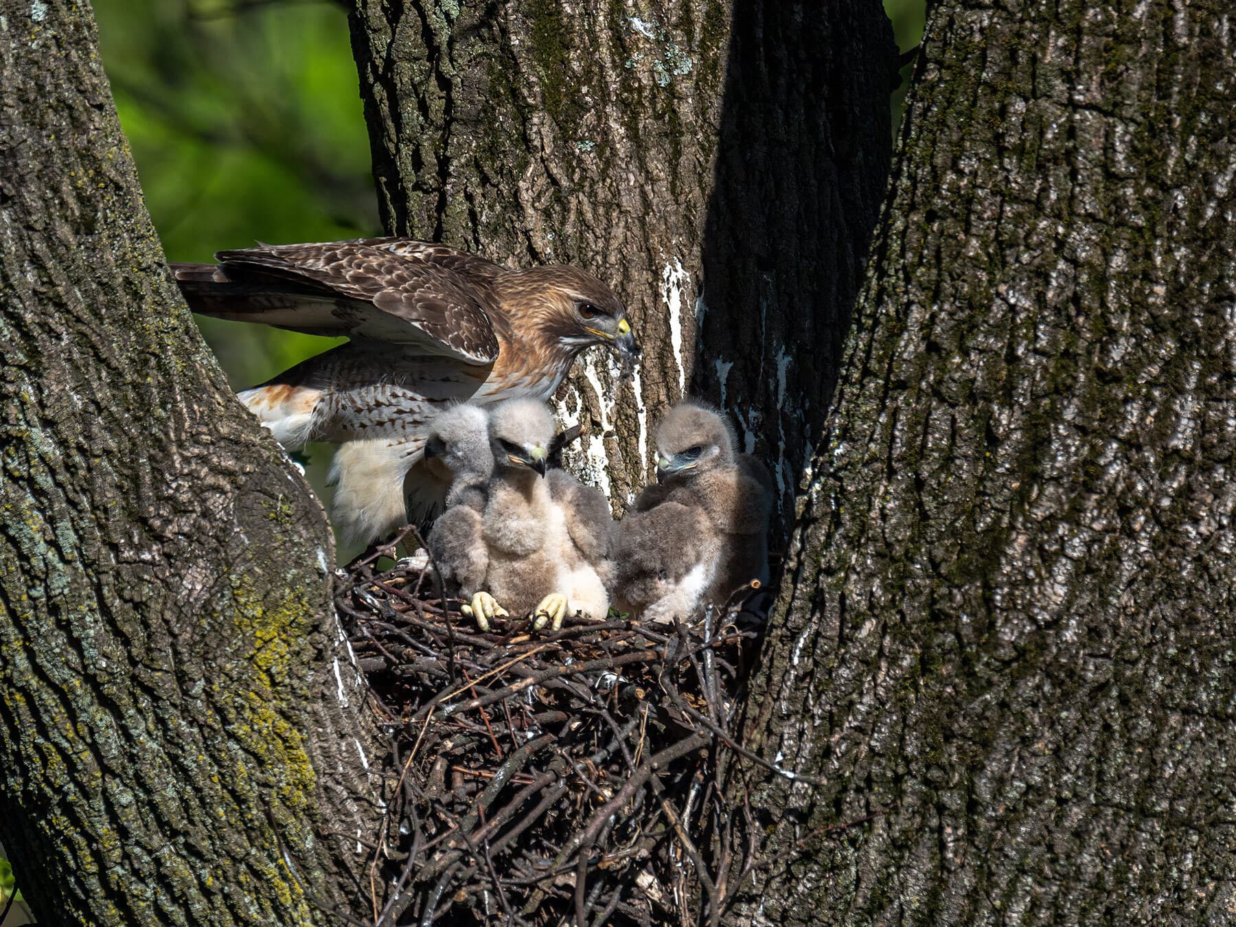 Red tailed hawk nest