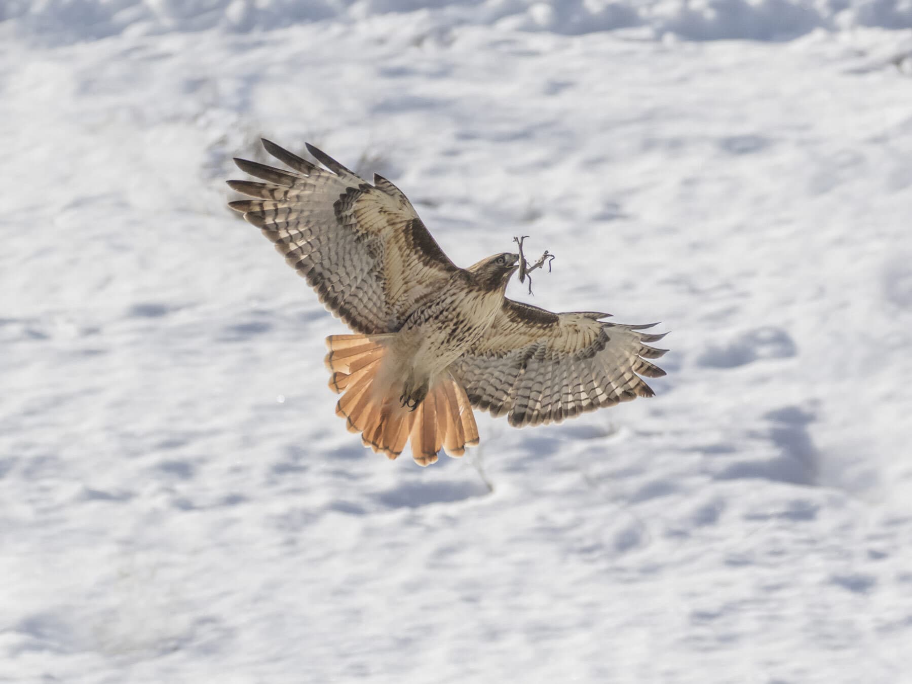 Red tailed hawk nesting materials