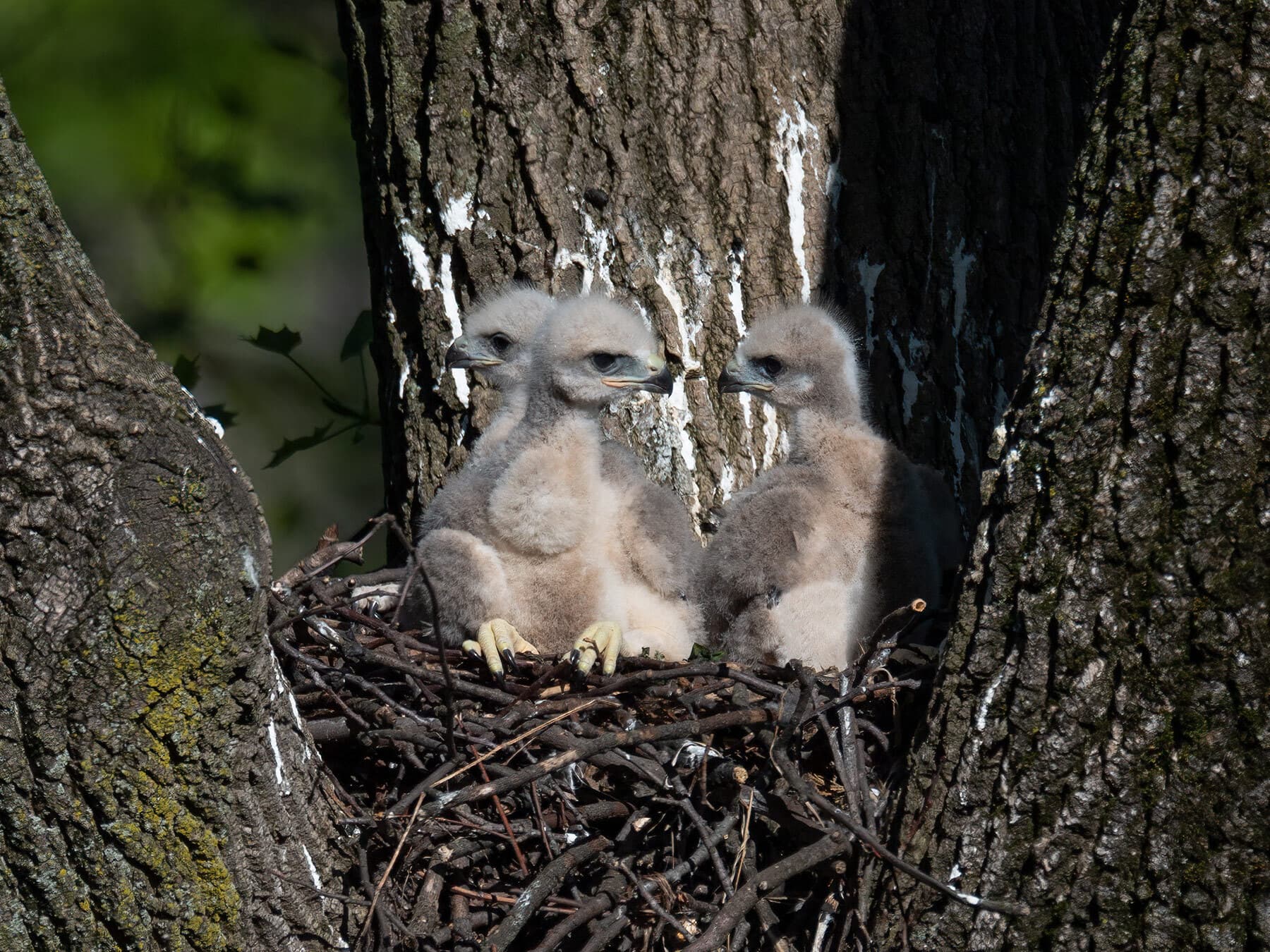 Red tailed hawk nestlings