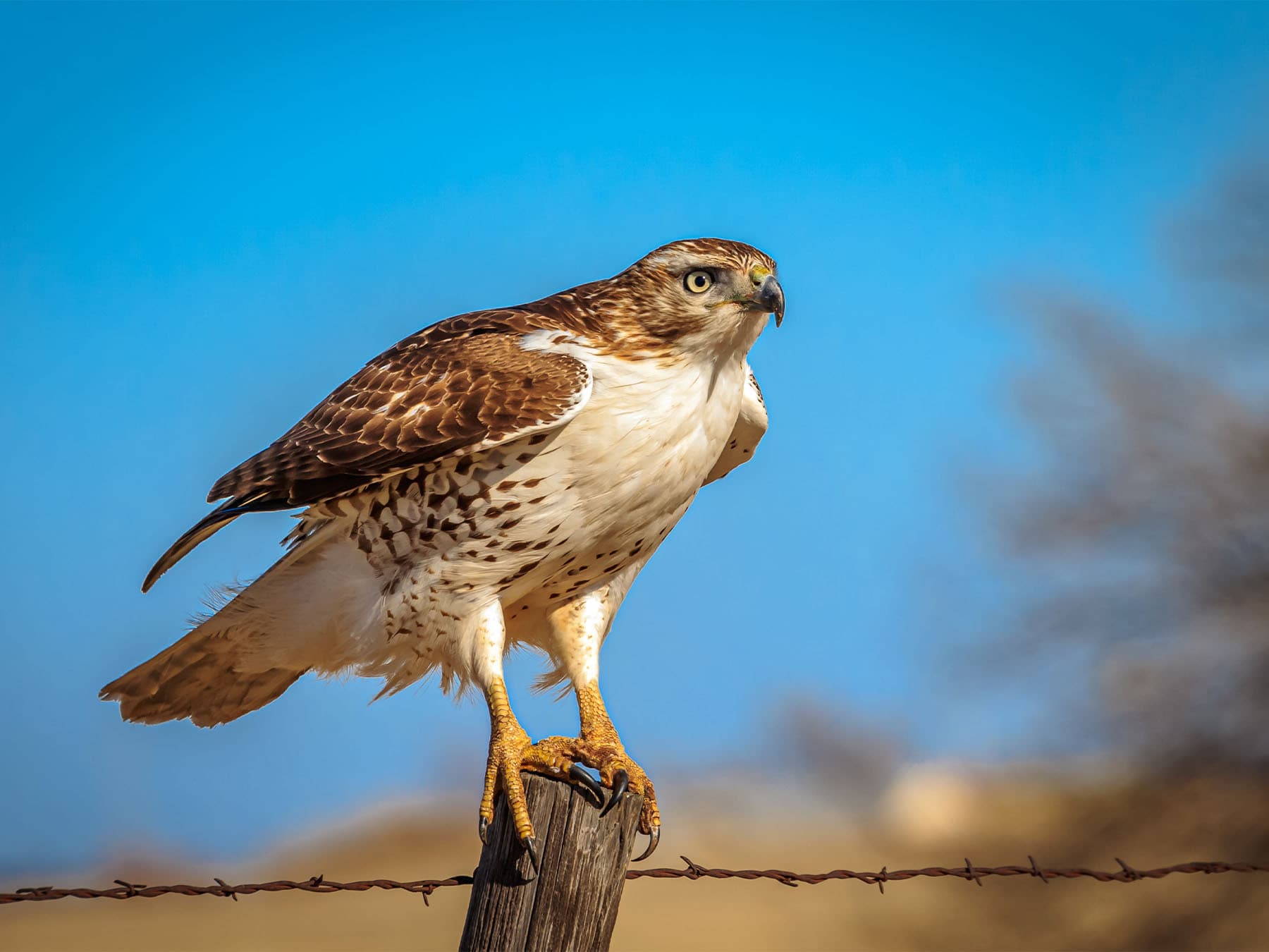 Red-tailed Hawk perched on a wooden post