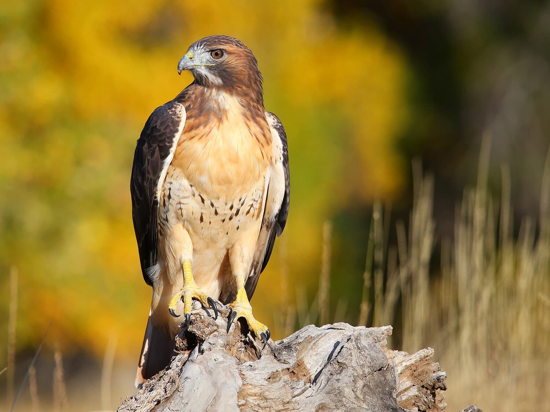 Red tailed hawk perched