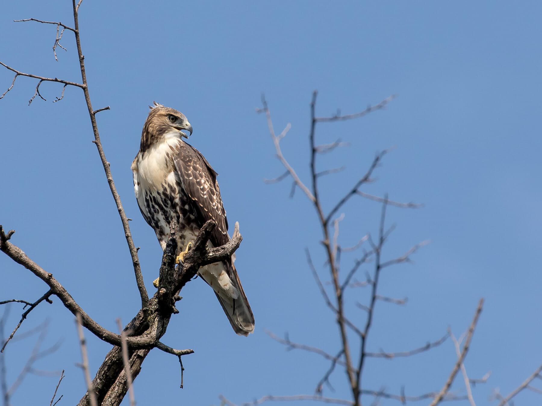 Red tailed hawk perched