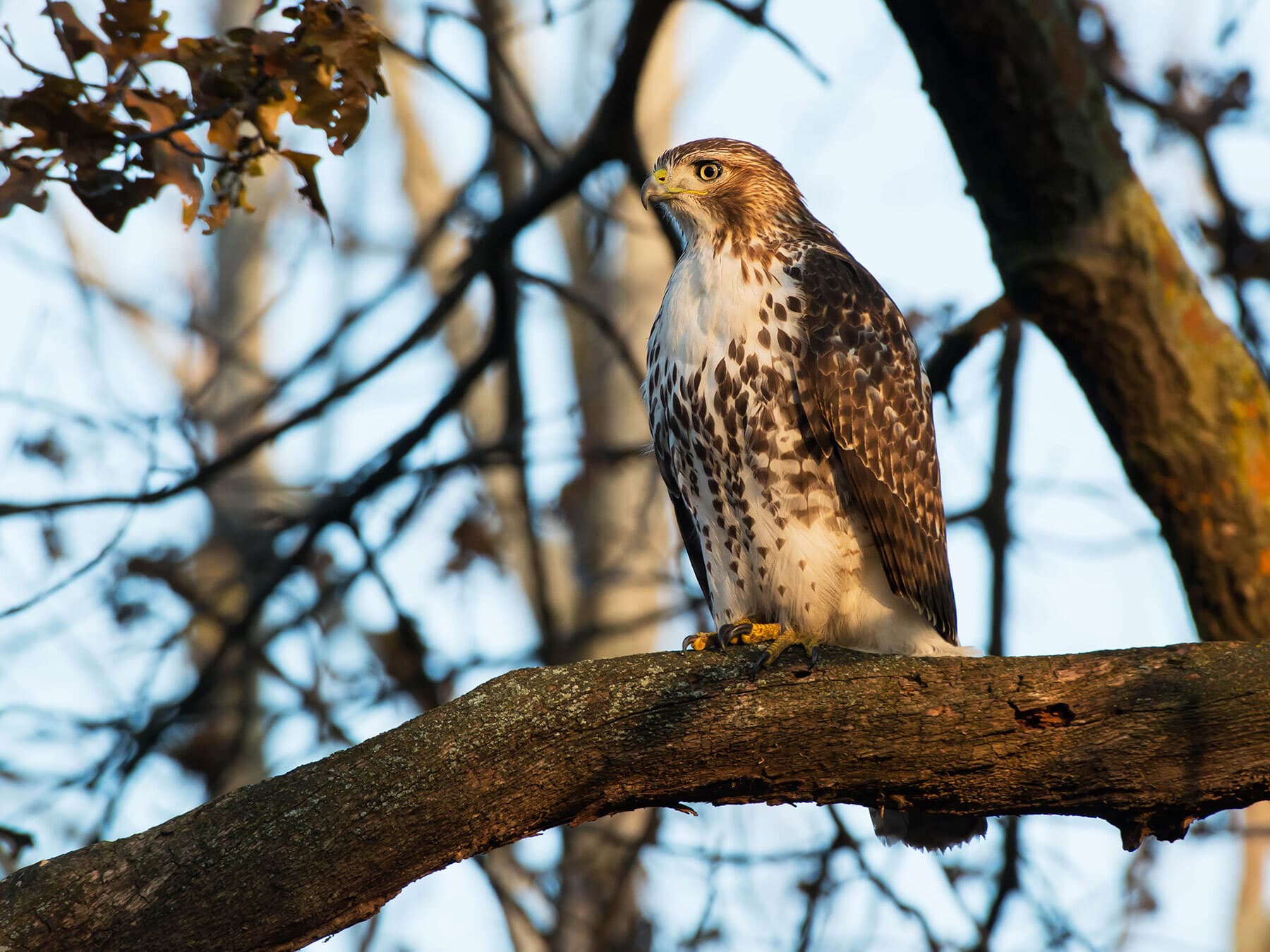 Red tailed hawk perched