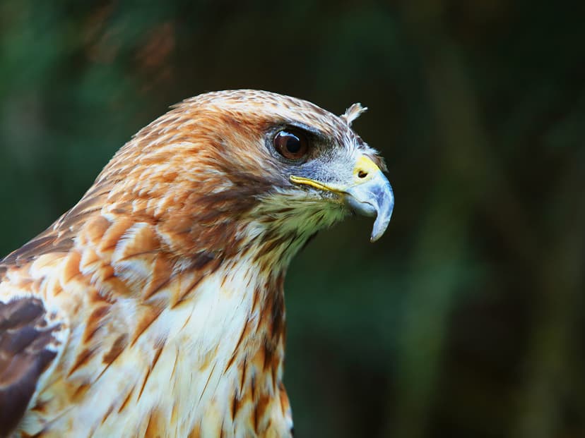 Red Tailed Hawk Migration A Complete Guide Birdfact 
