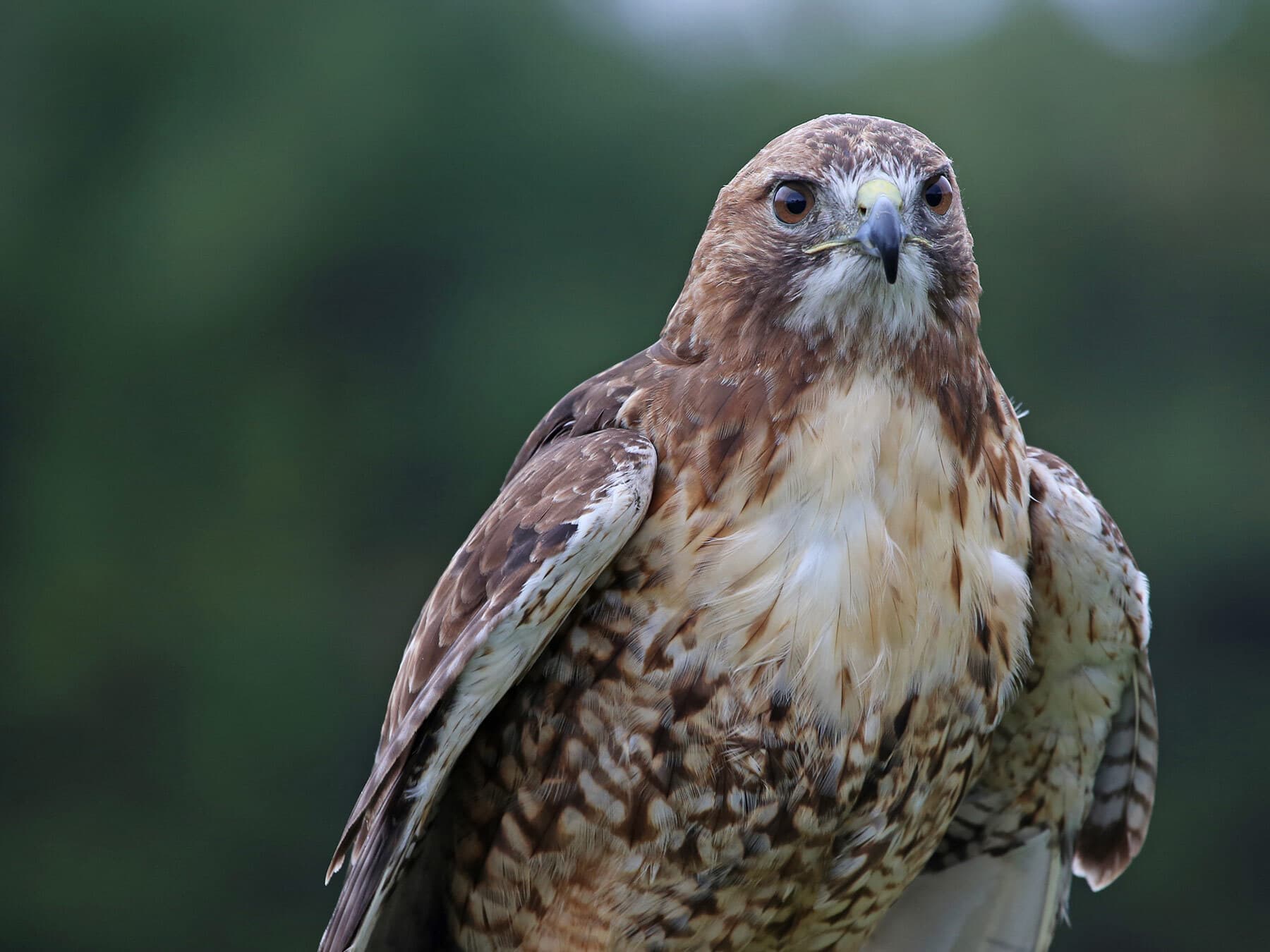 Red tailed hawk portrait