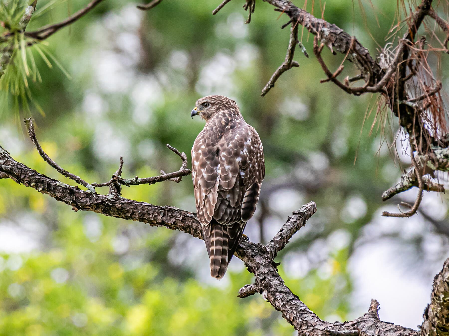 Red tailed hawk searching