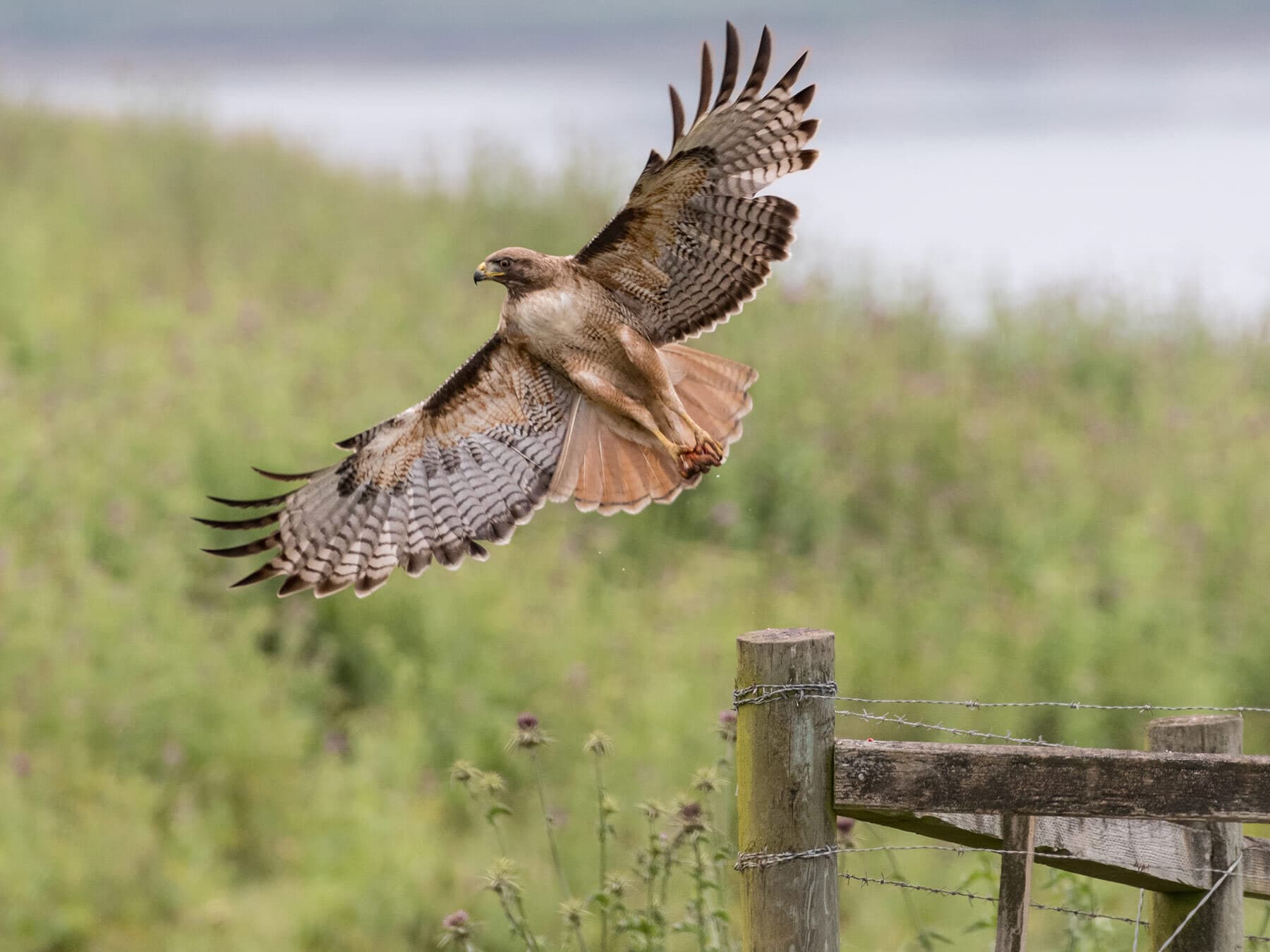 Red tailed hawk taking off