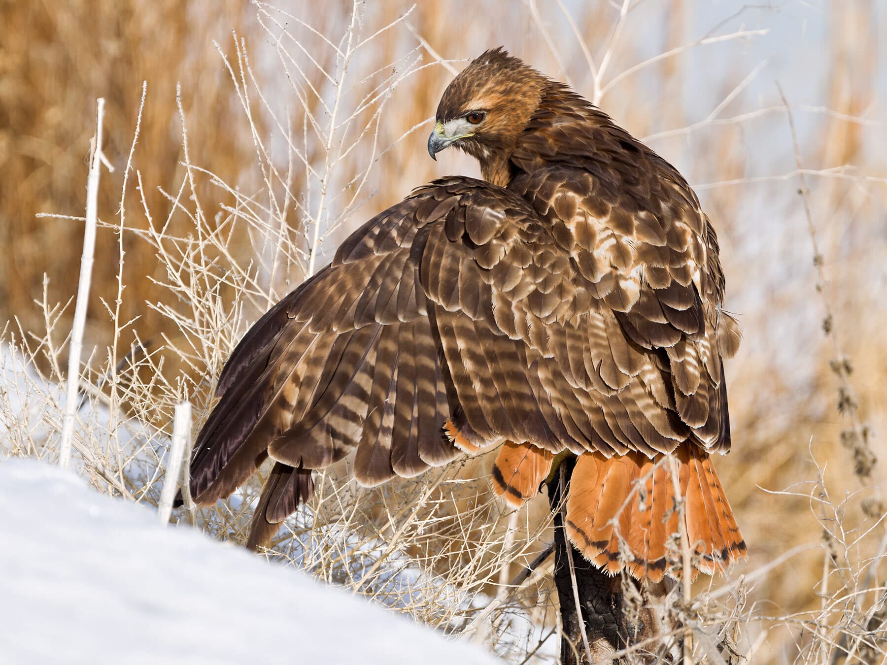 Red tailed hawk tree stump