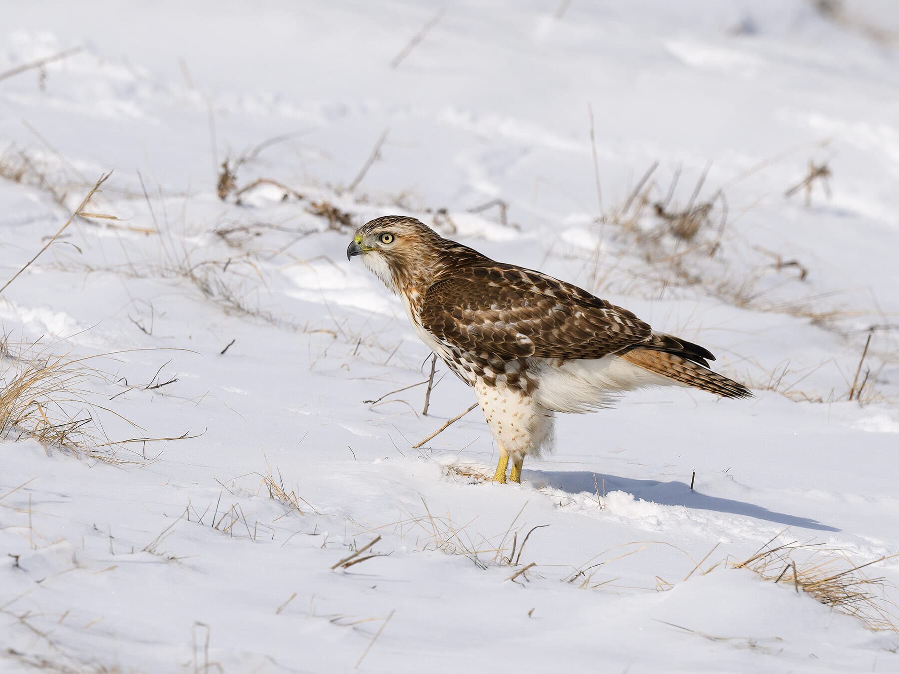Red tailed hawk winter